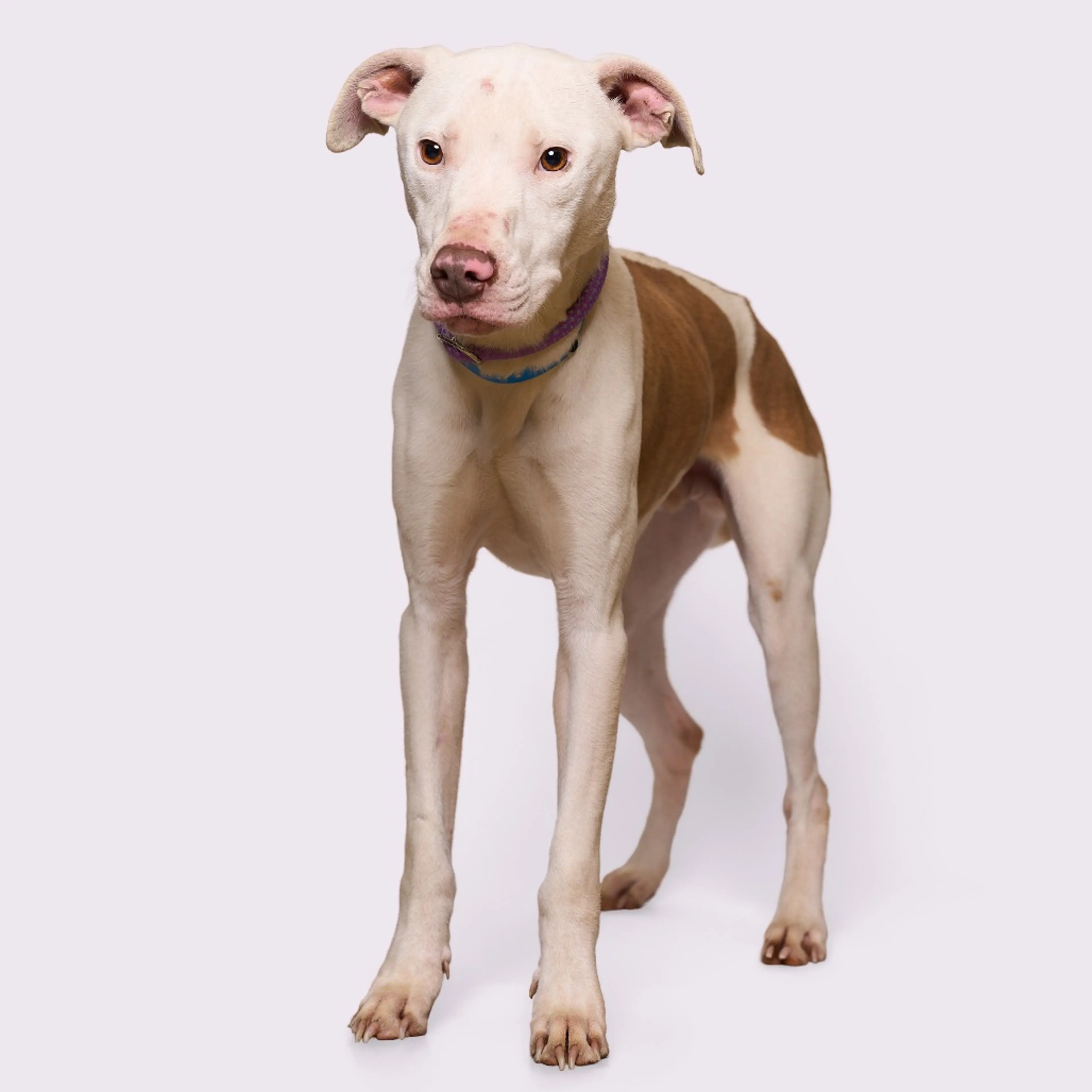 Found pet-3