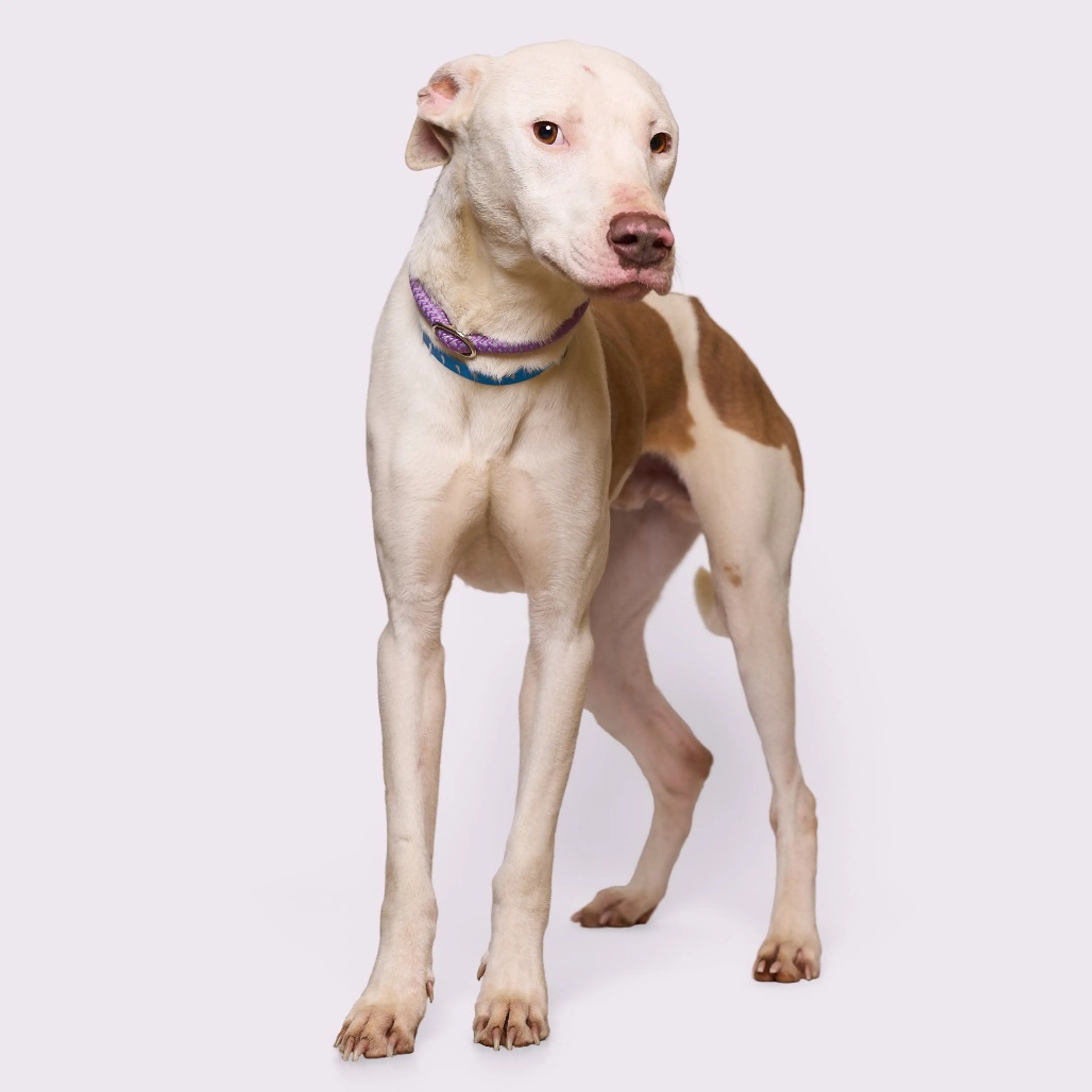 Found pet-4