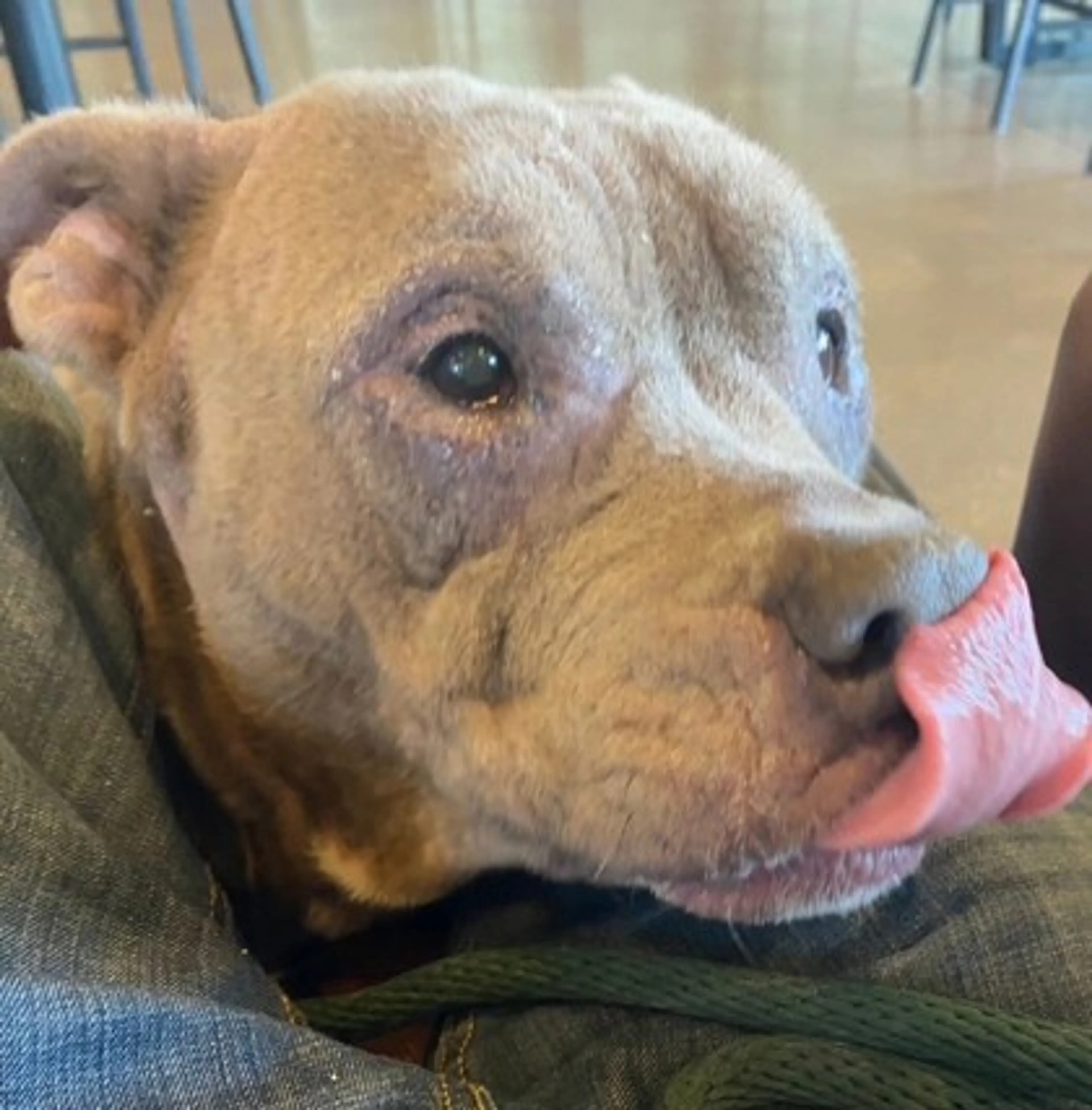 Found pet-1