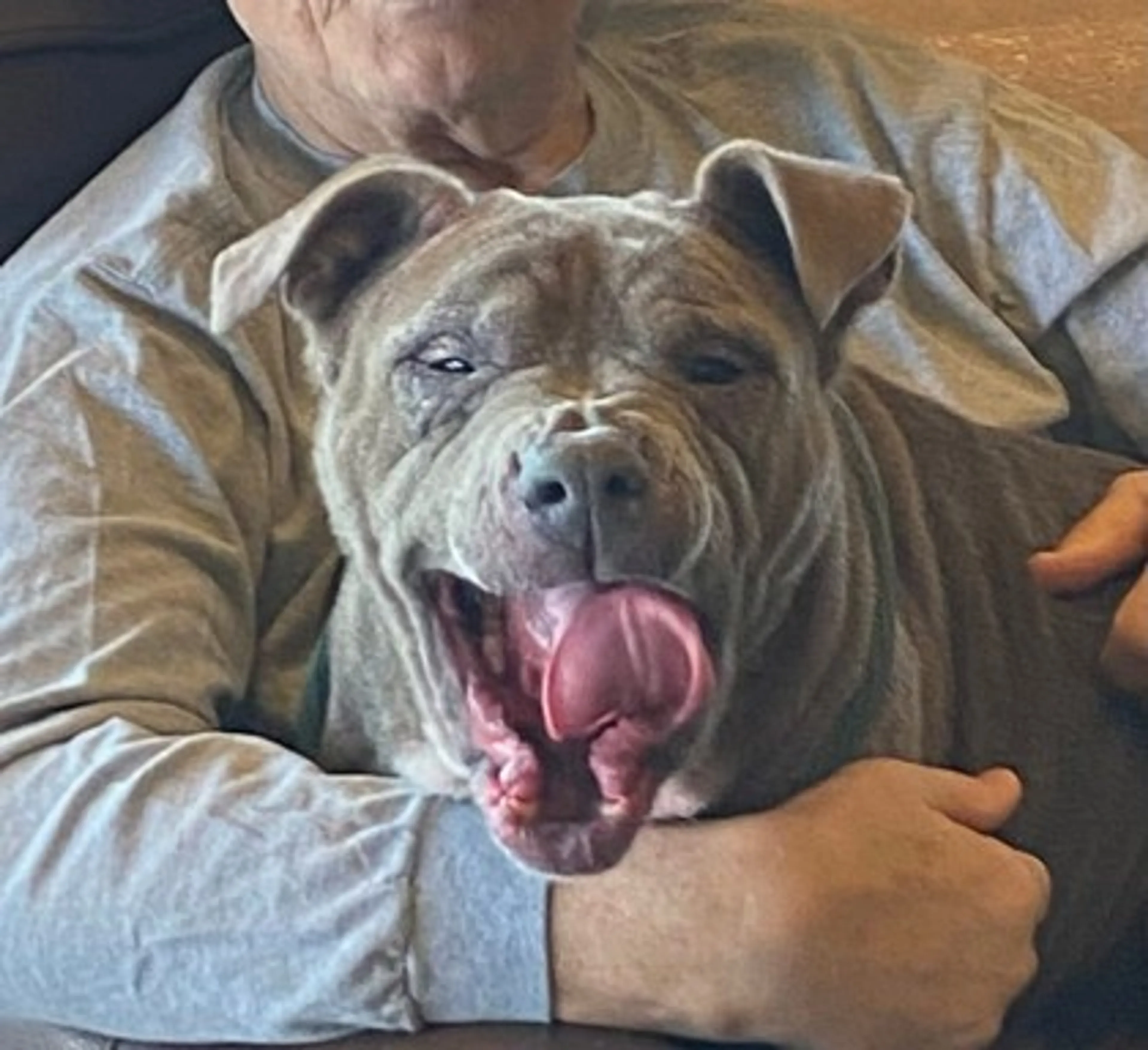 Found pet-2