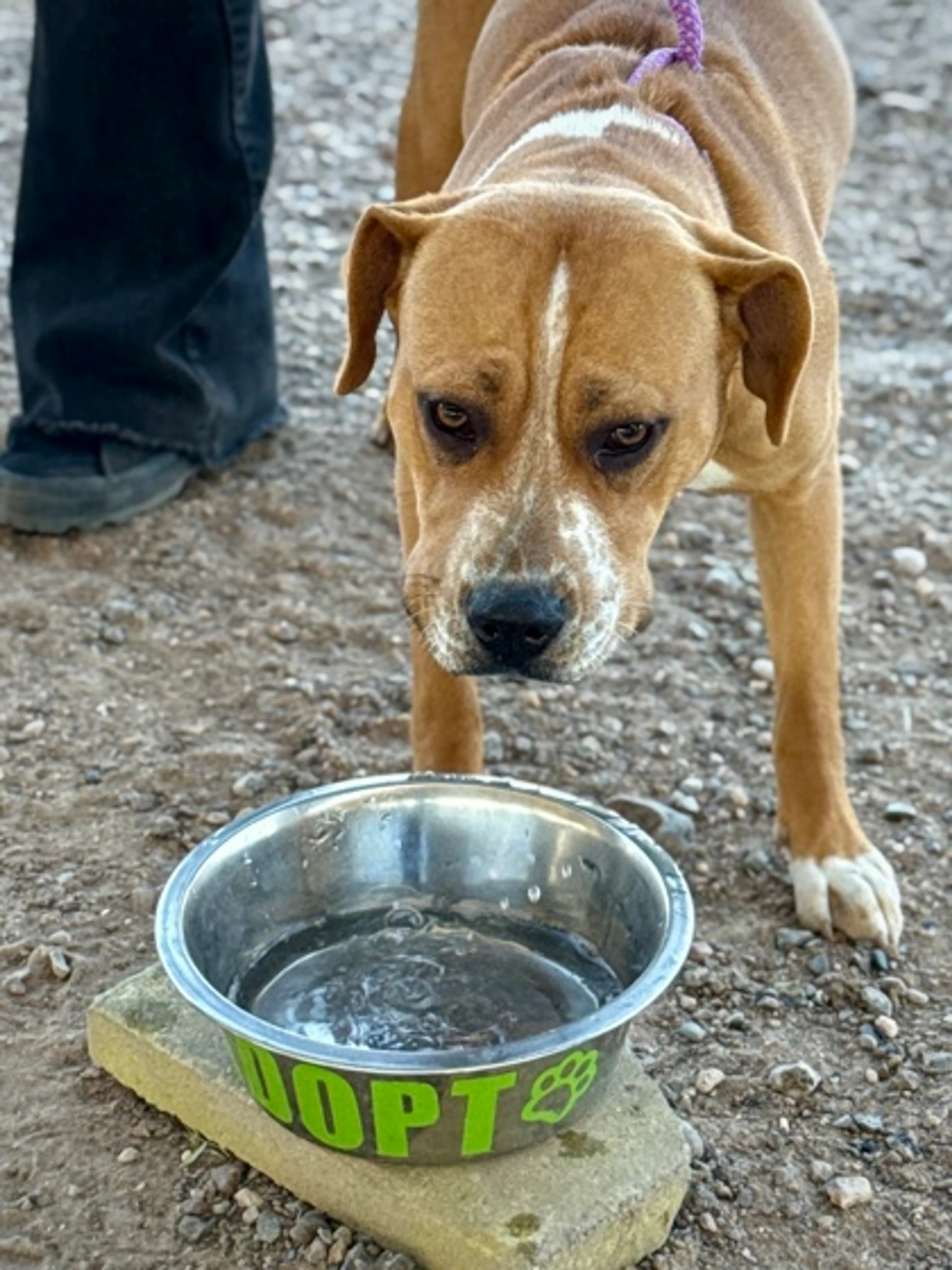 Found pet-1