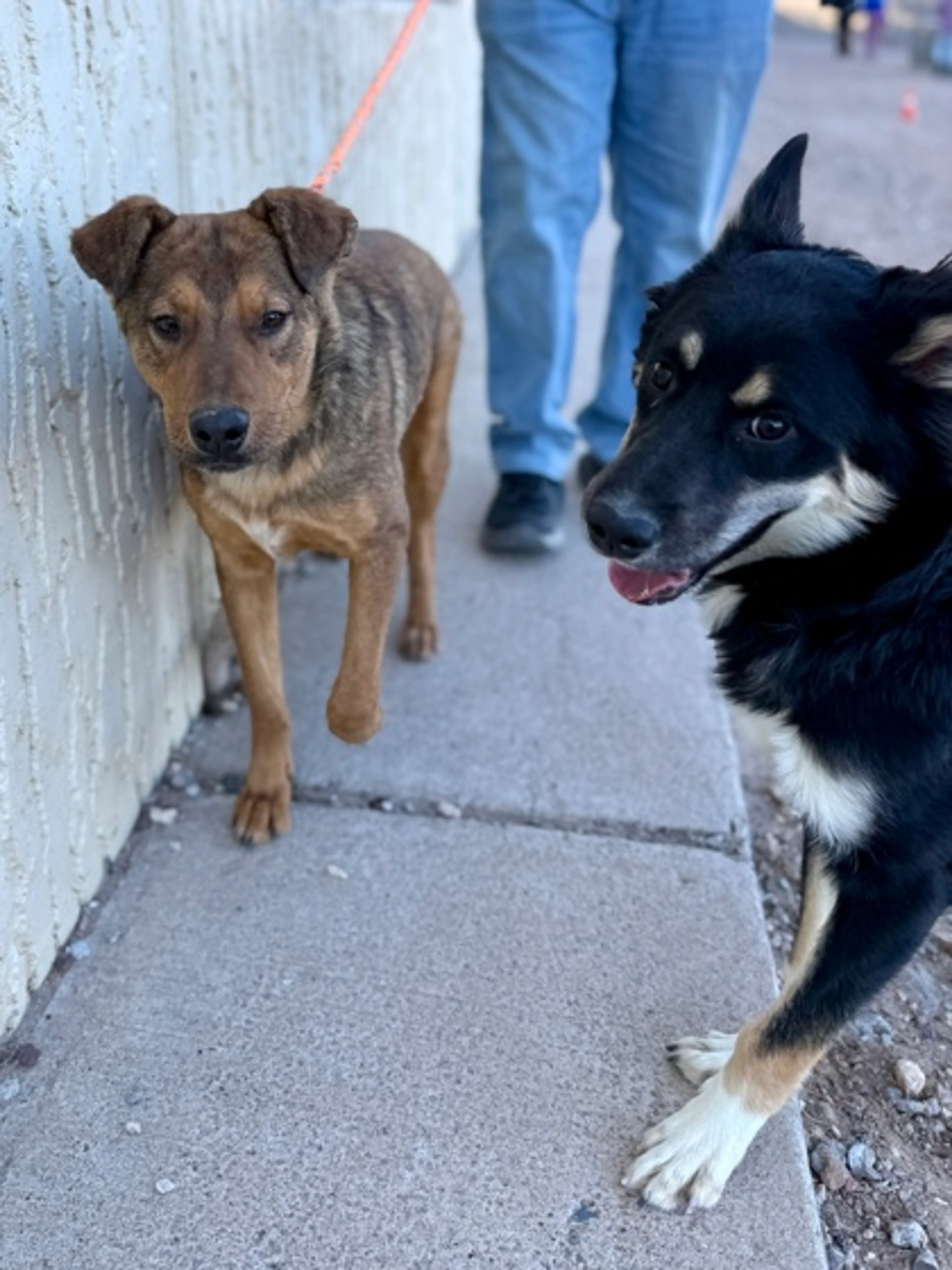 Found pet-2