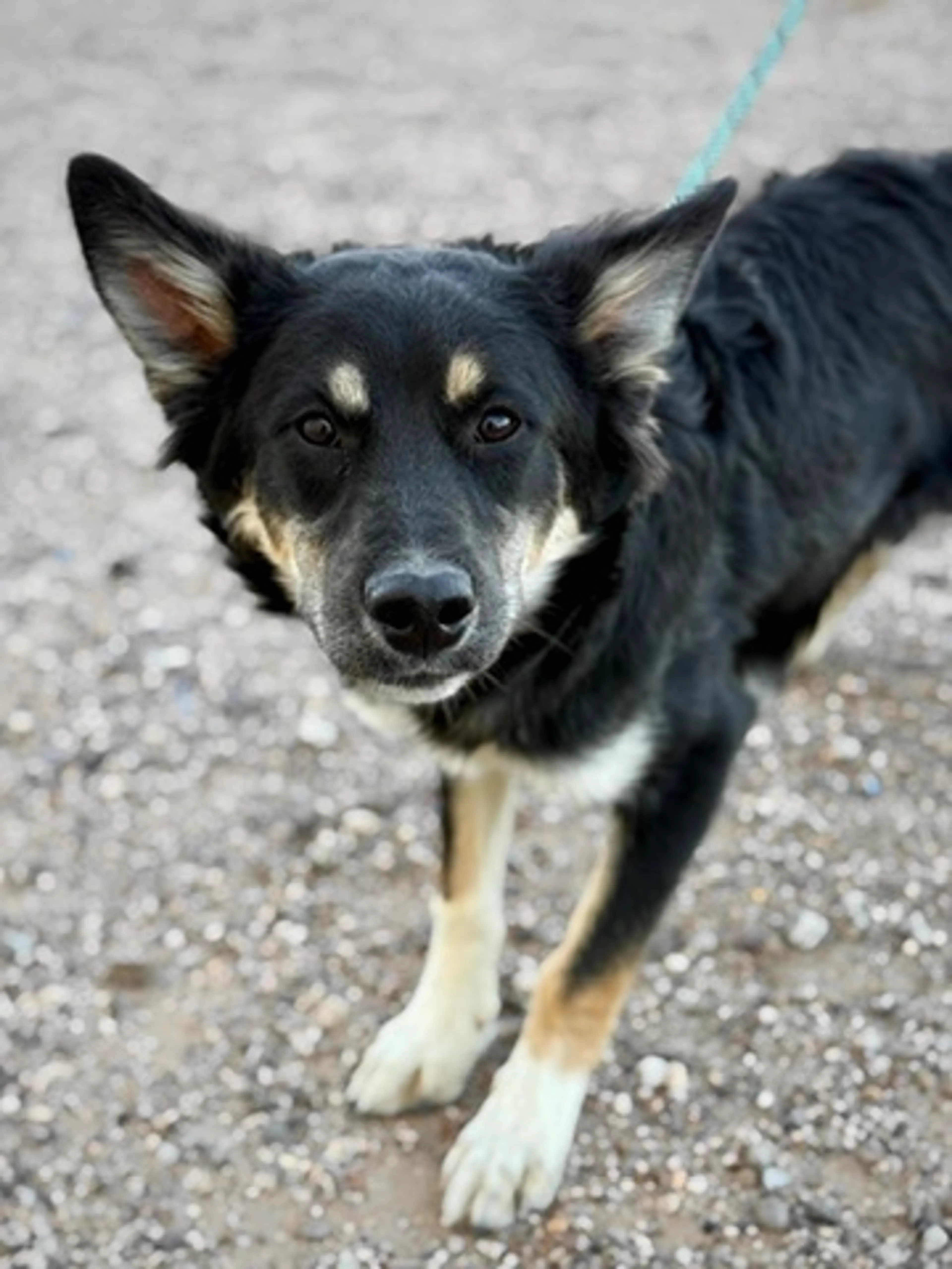 Found pet-1
