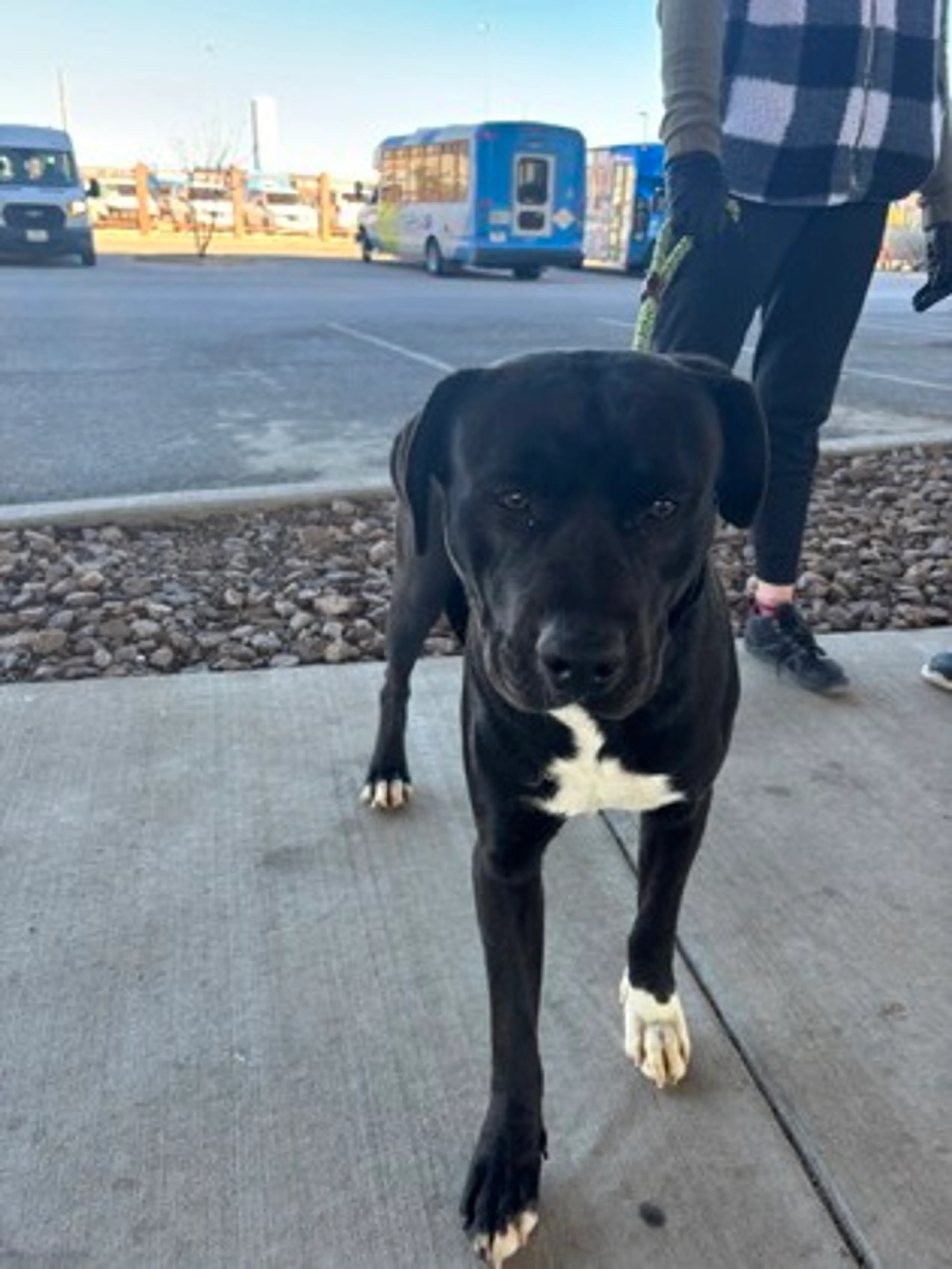 Found pet-2