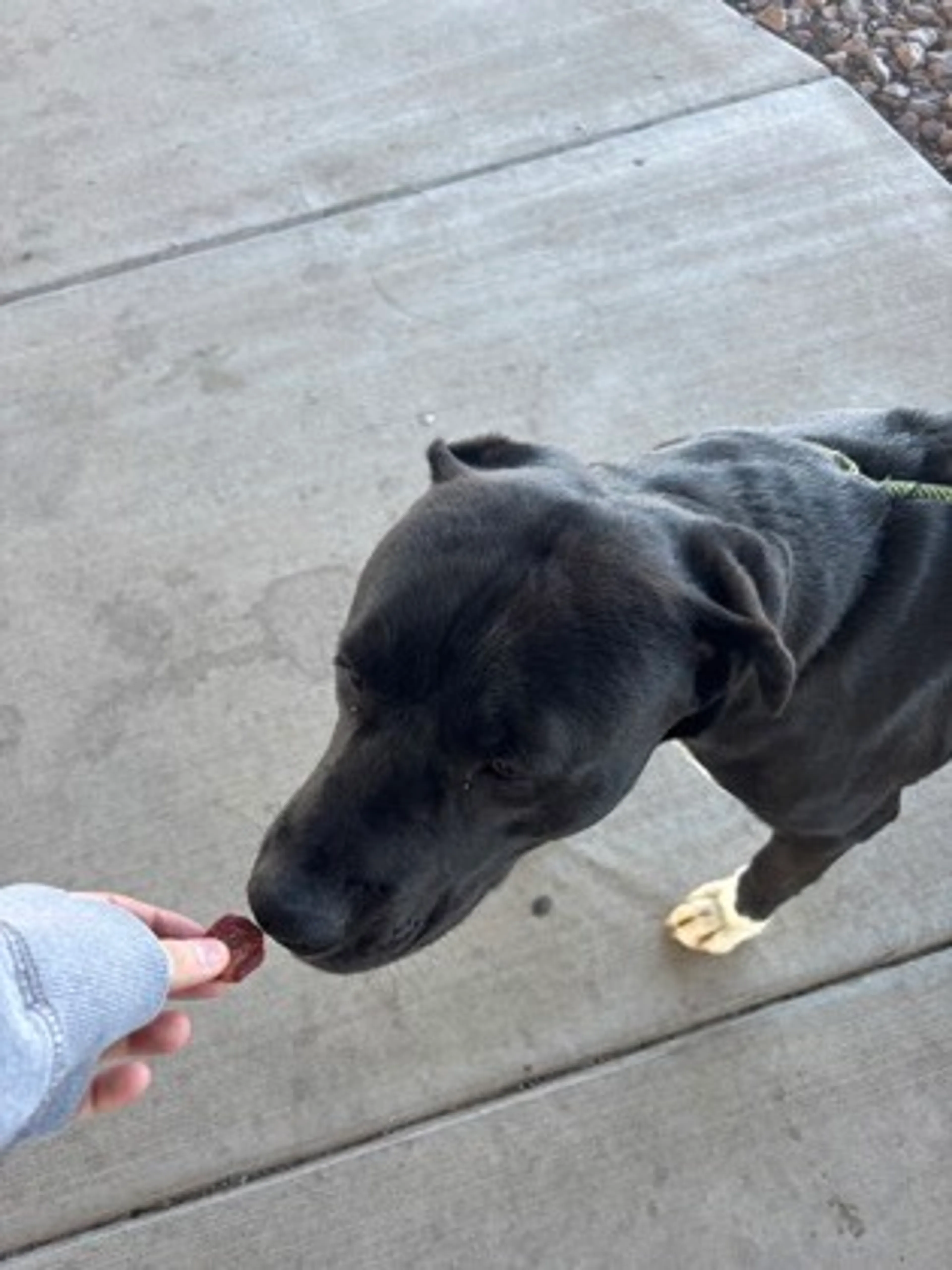 Found pet-1