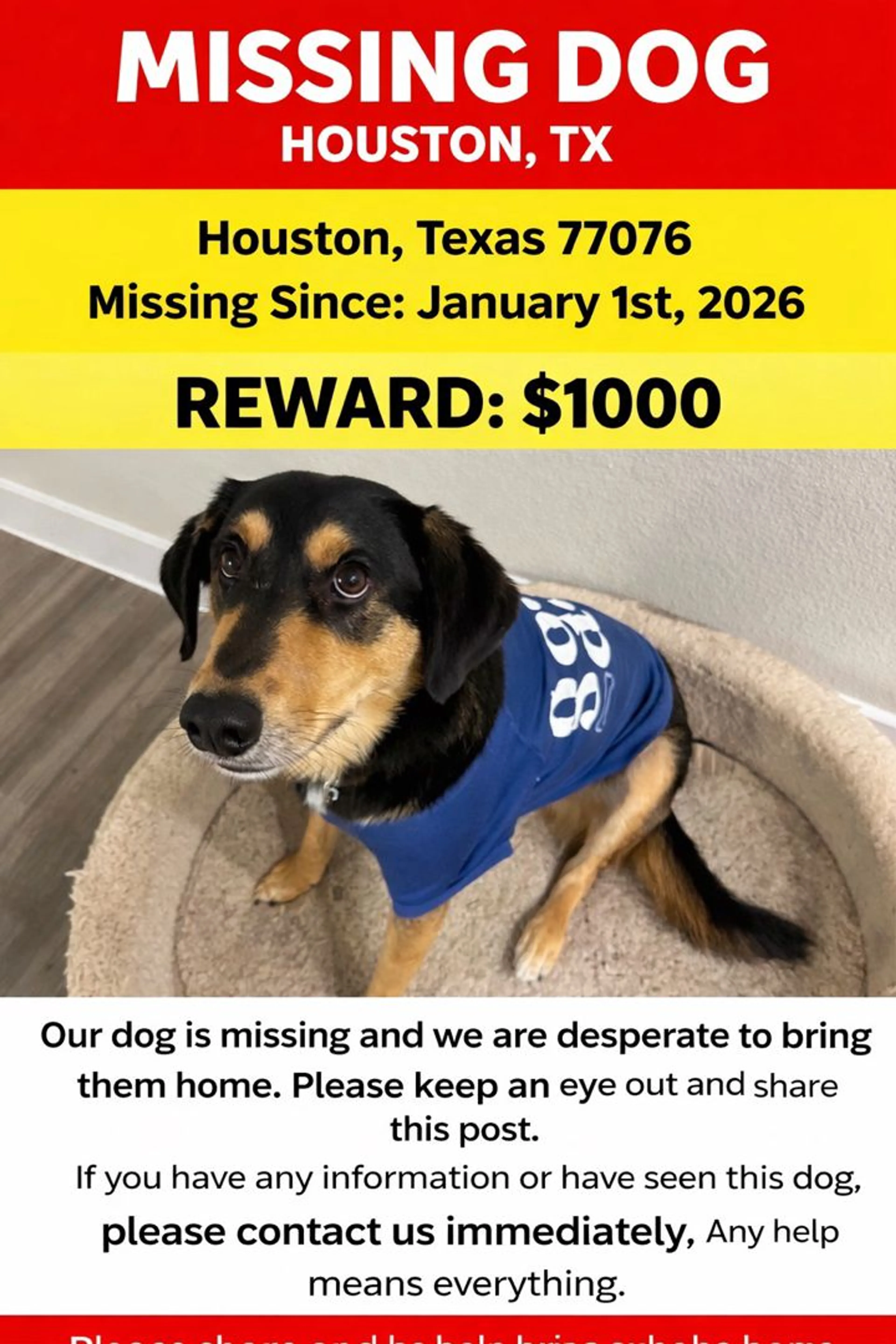 Lost pet