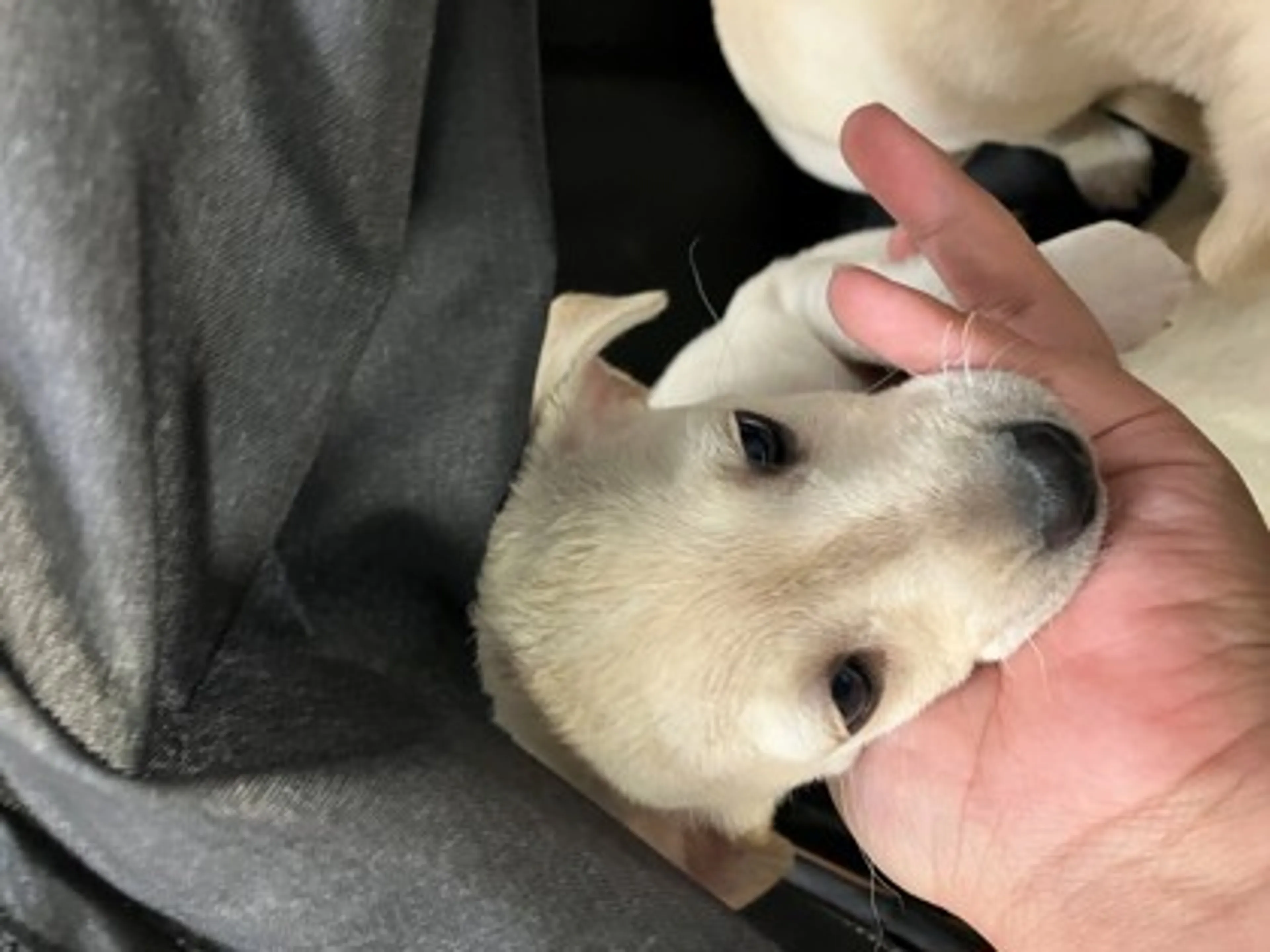 Found pet