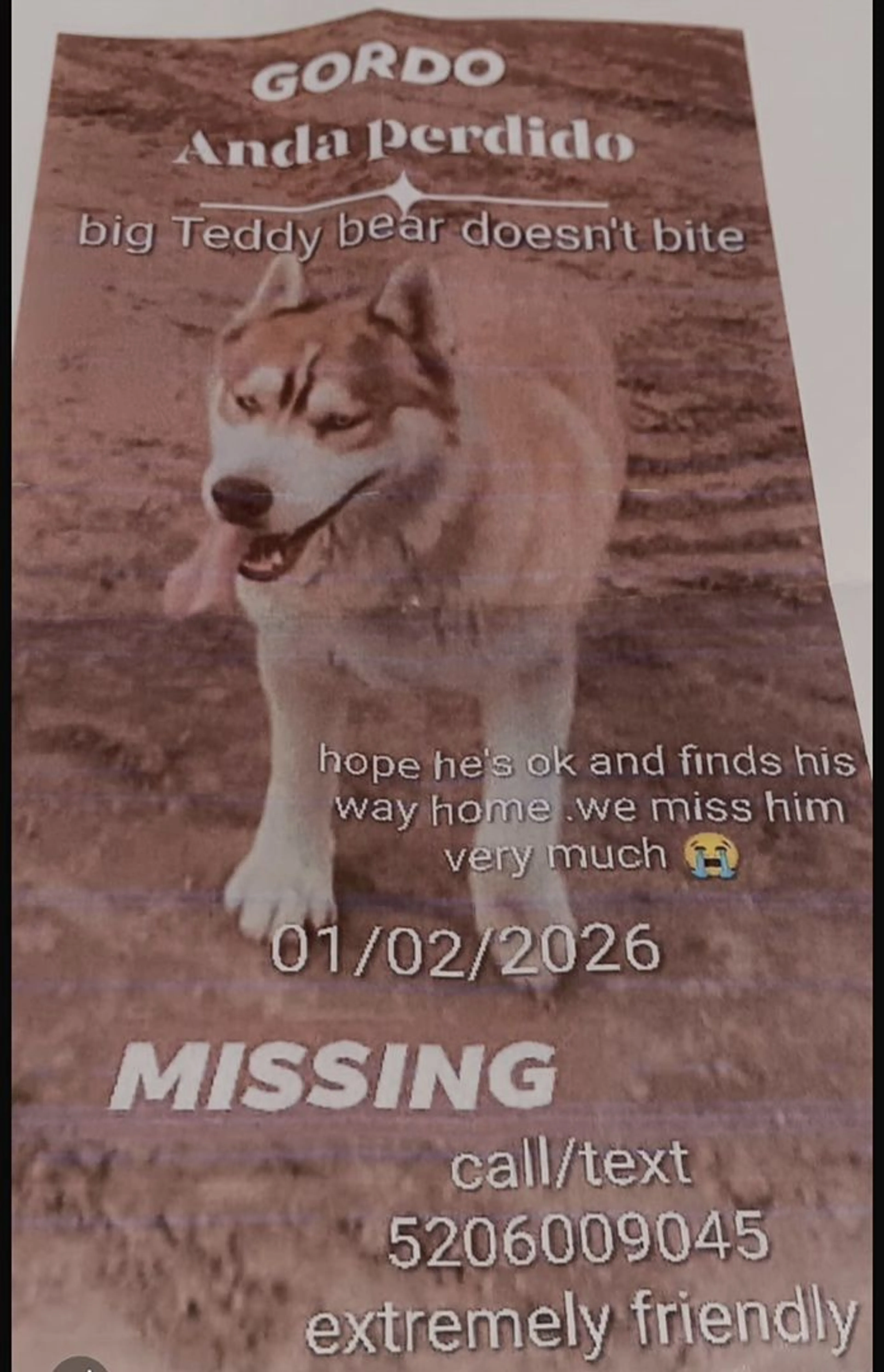 Lost pet