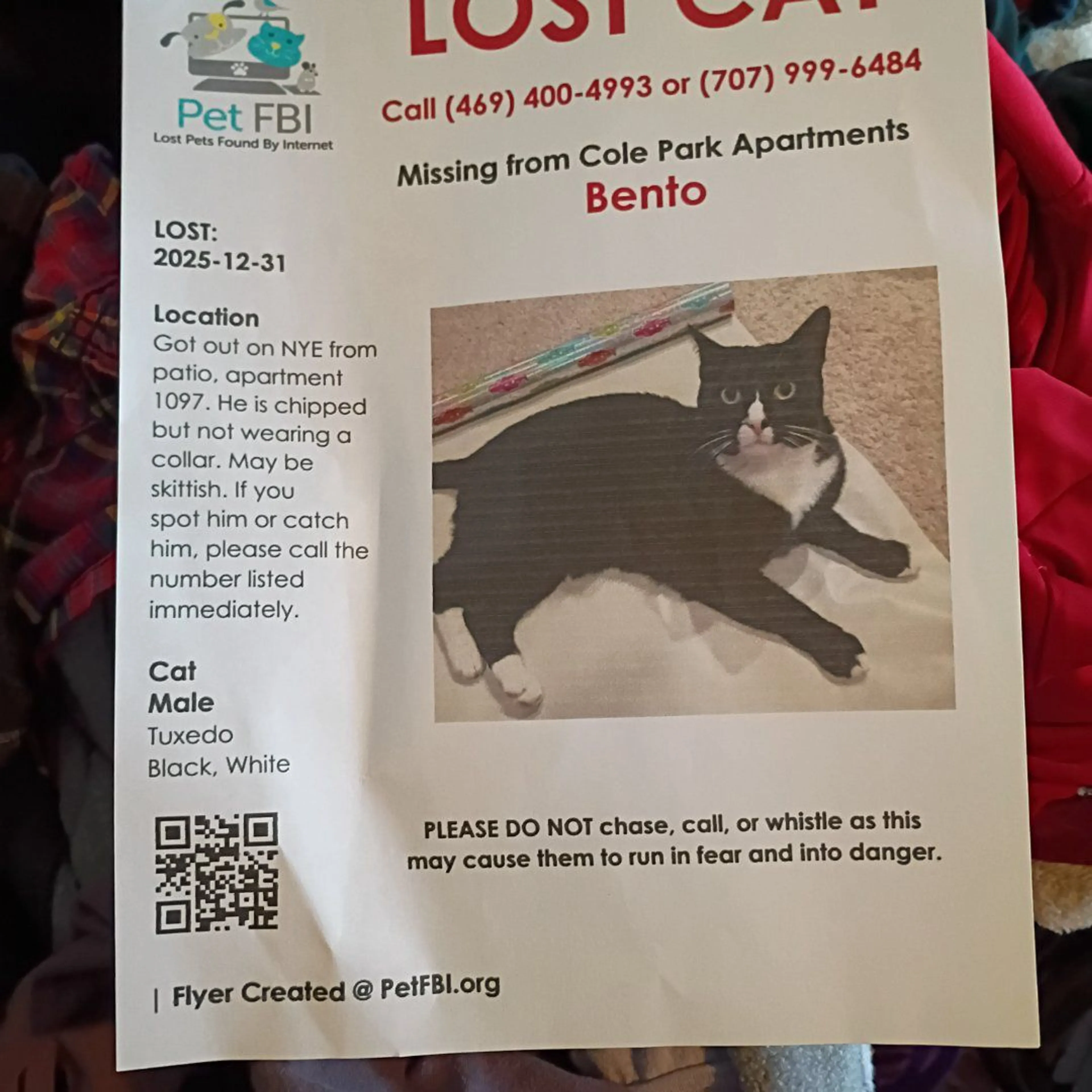 Lost pet-3