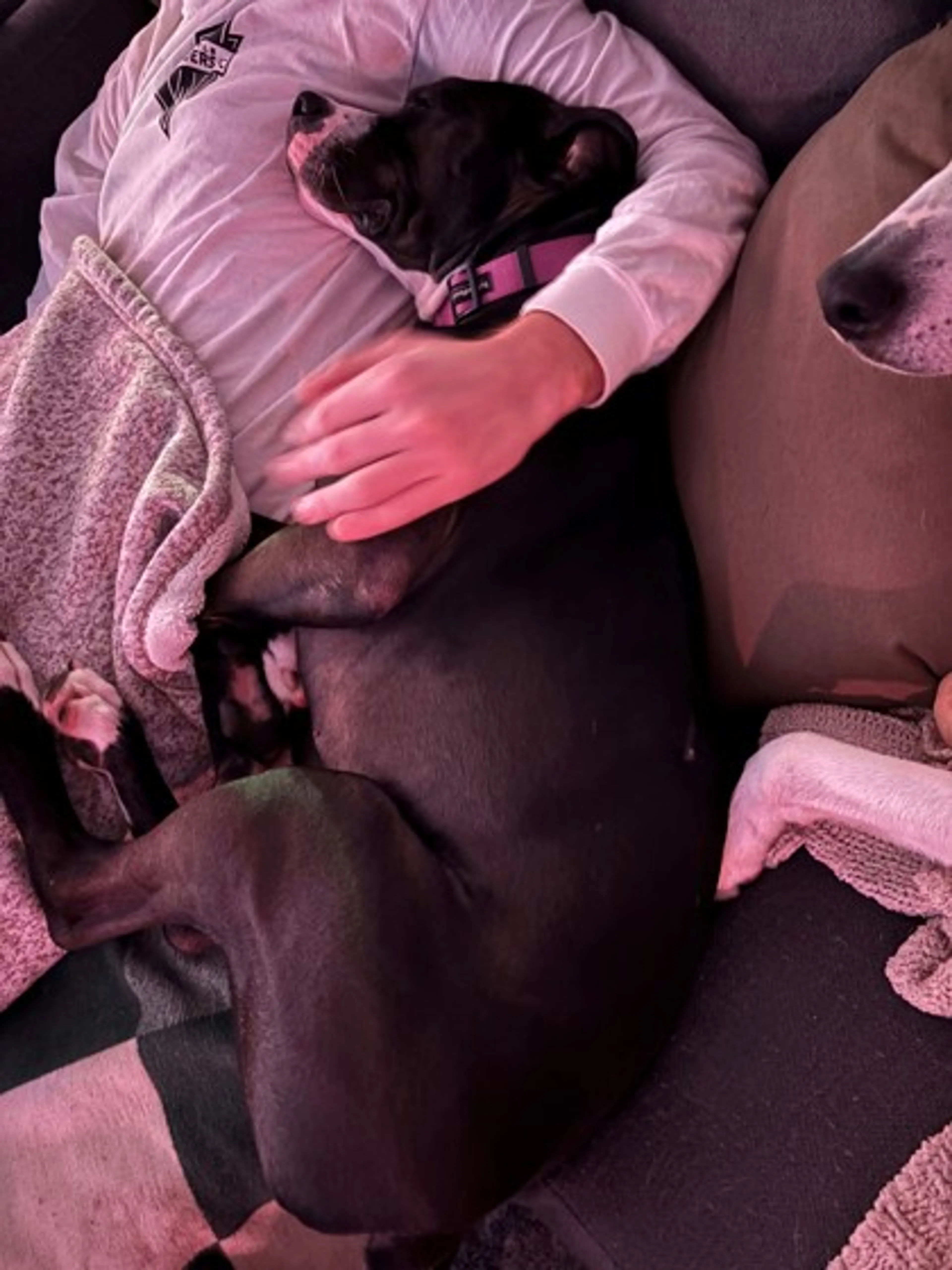 Found pet-2