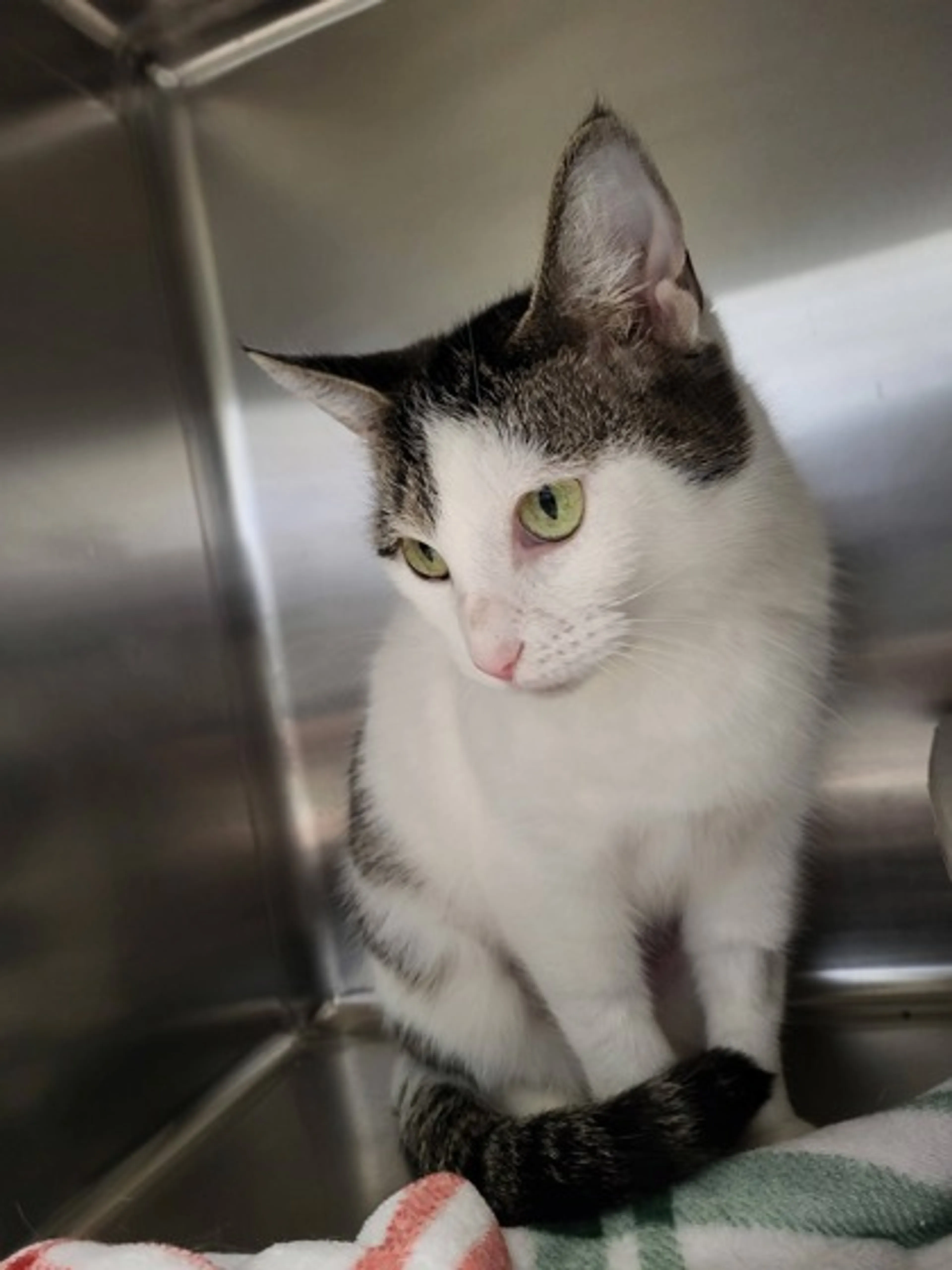 Found pet-2