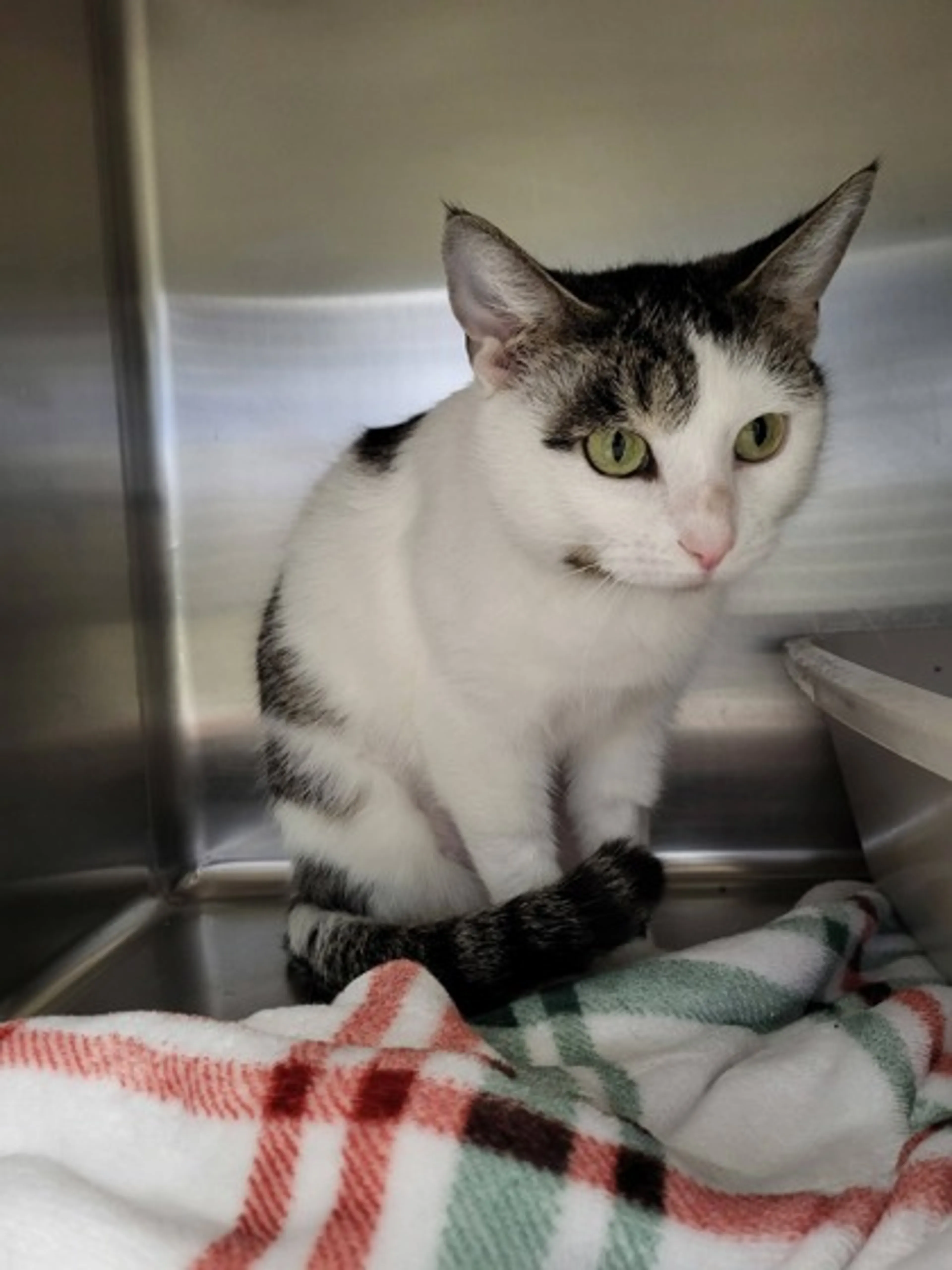 Found pet-1