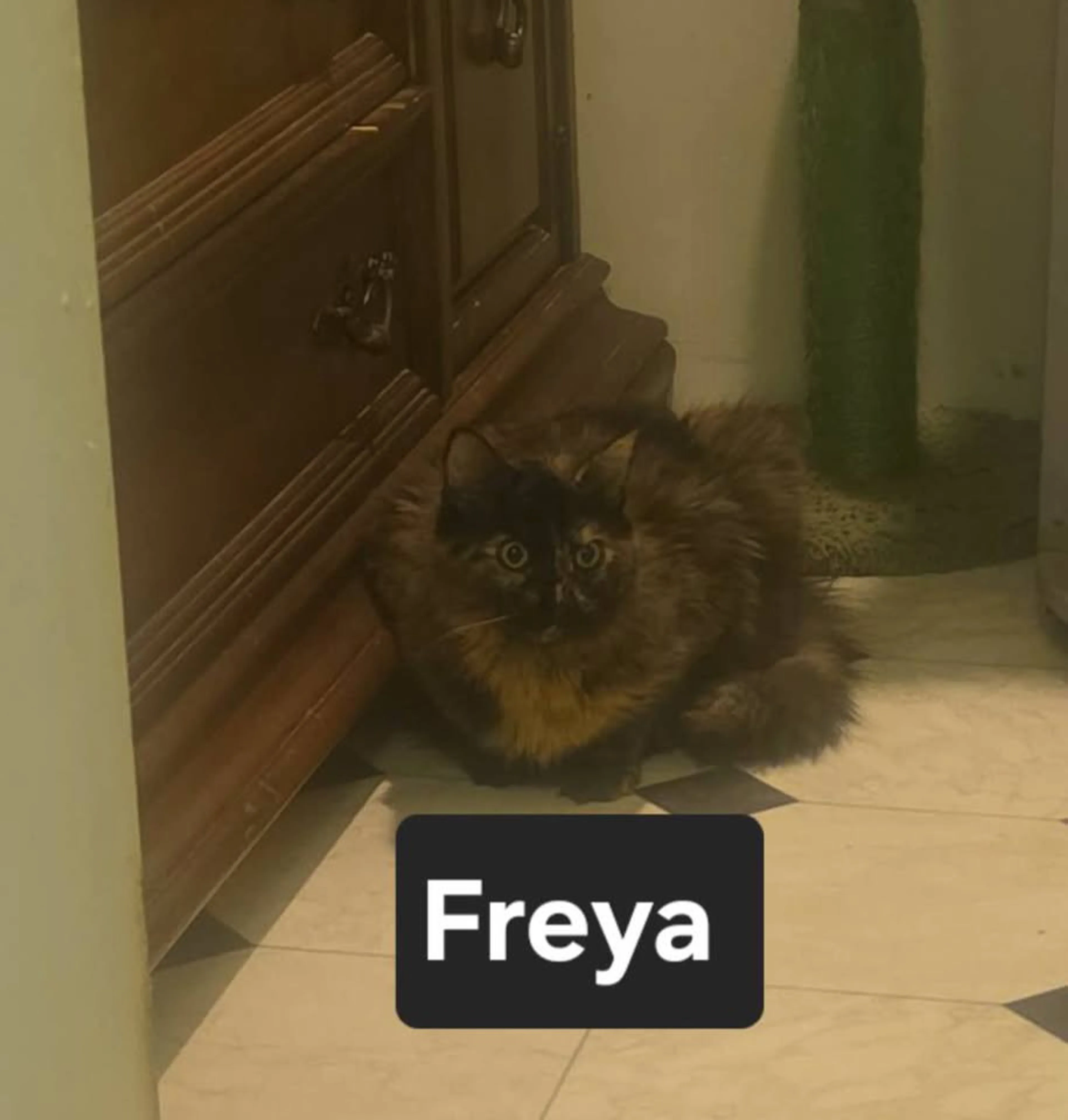 Found pet