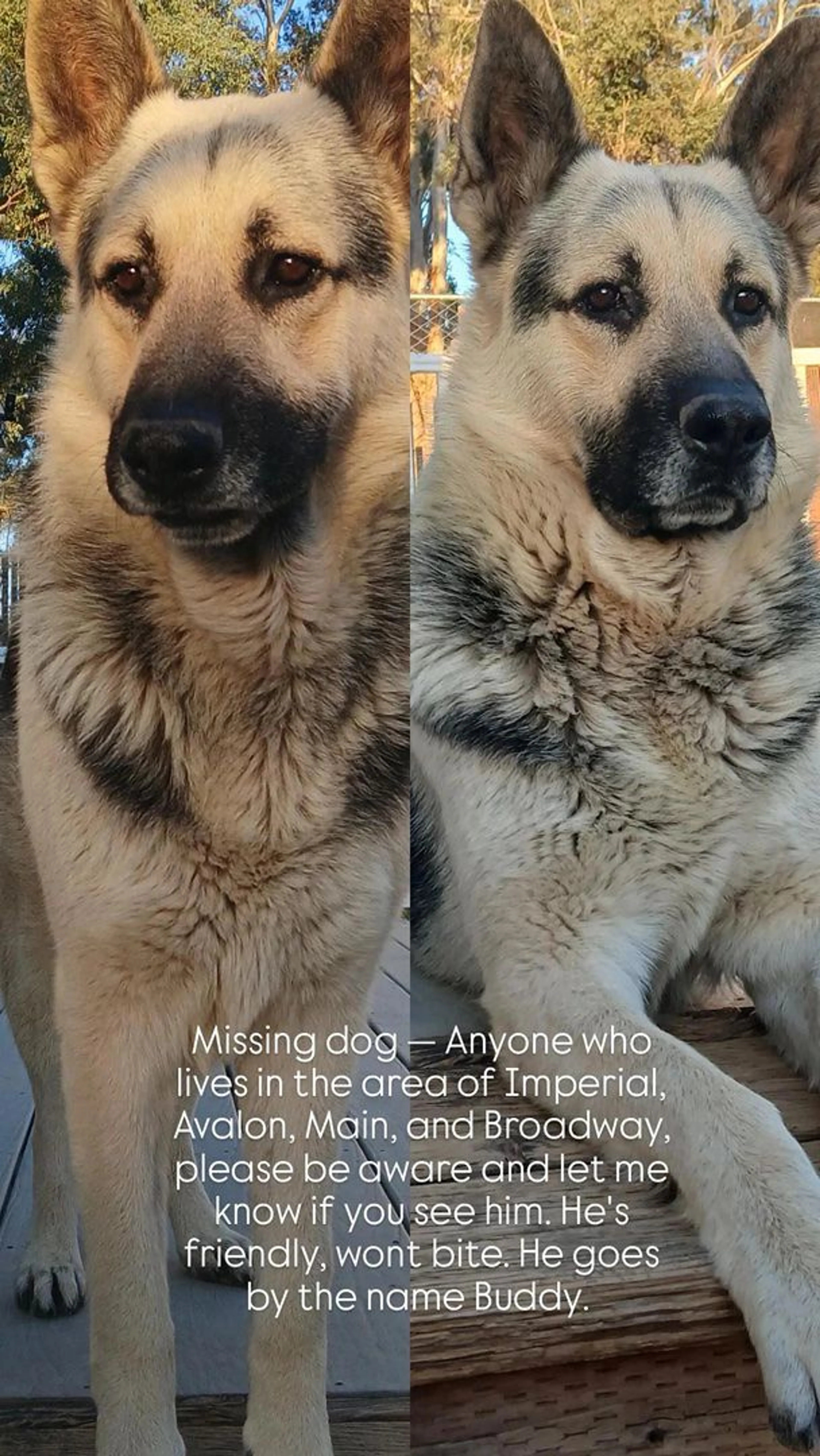 Lost pet