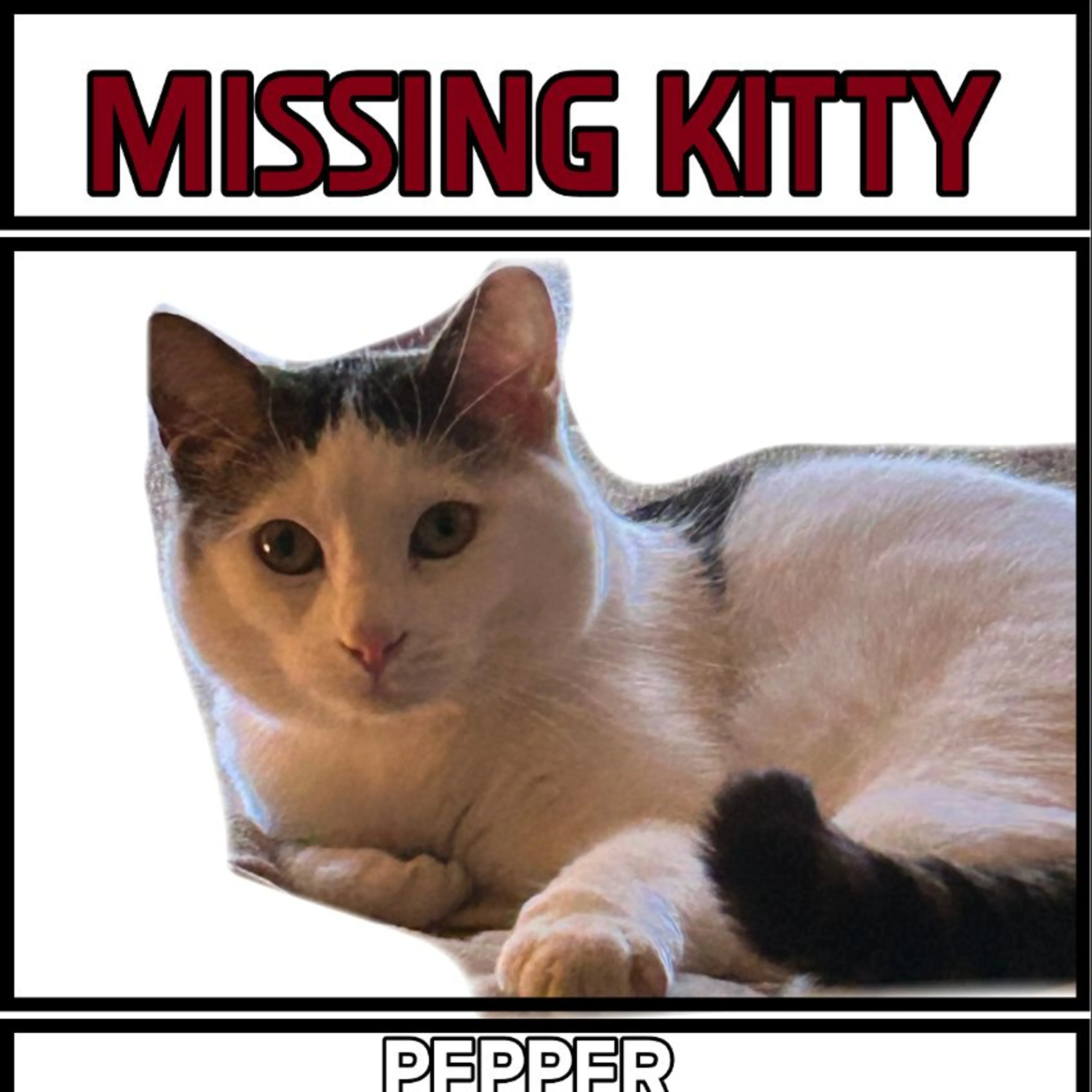 Lost pet