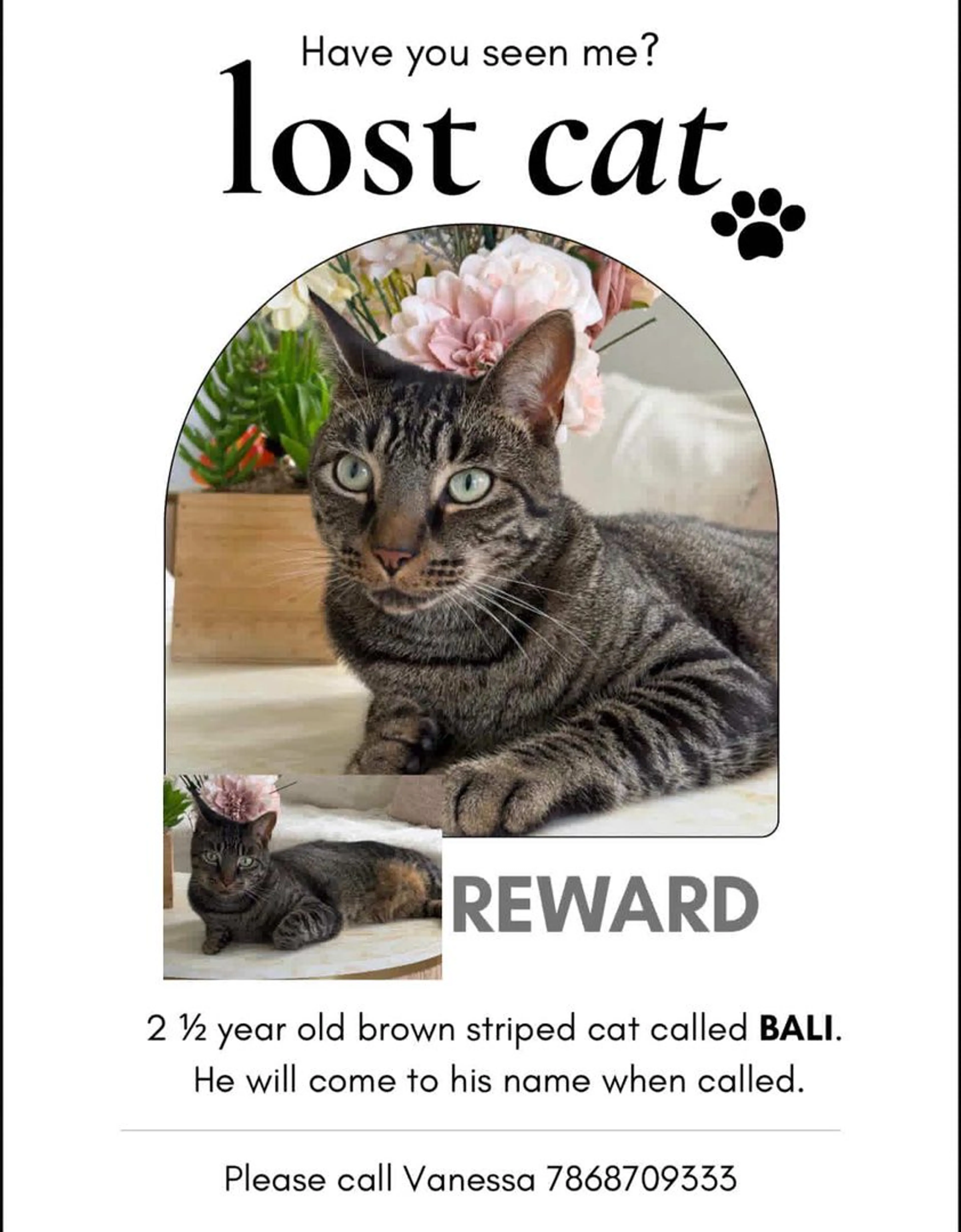 Lost pet