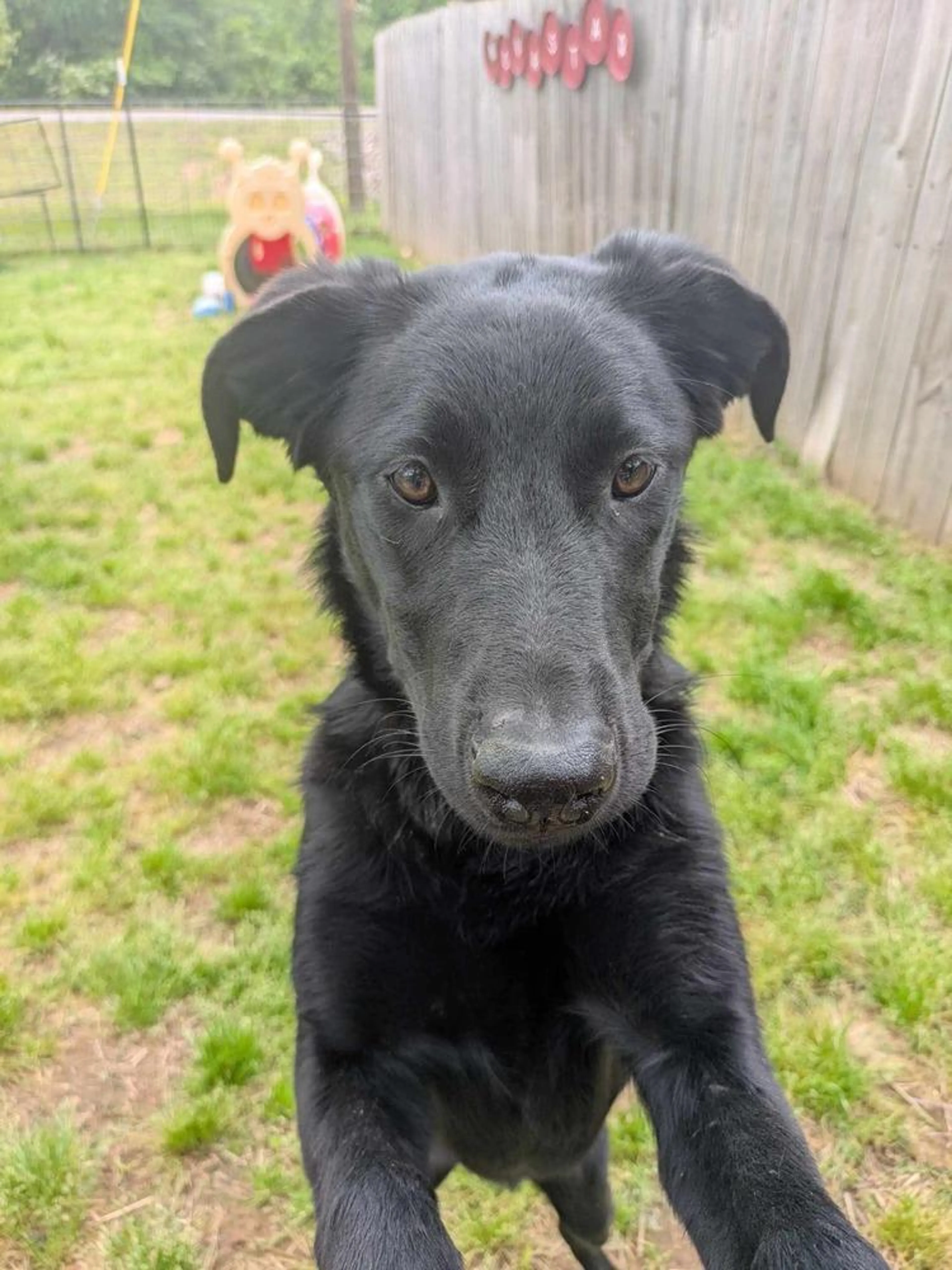 Found pet-1