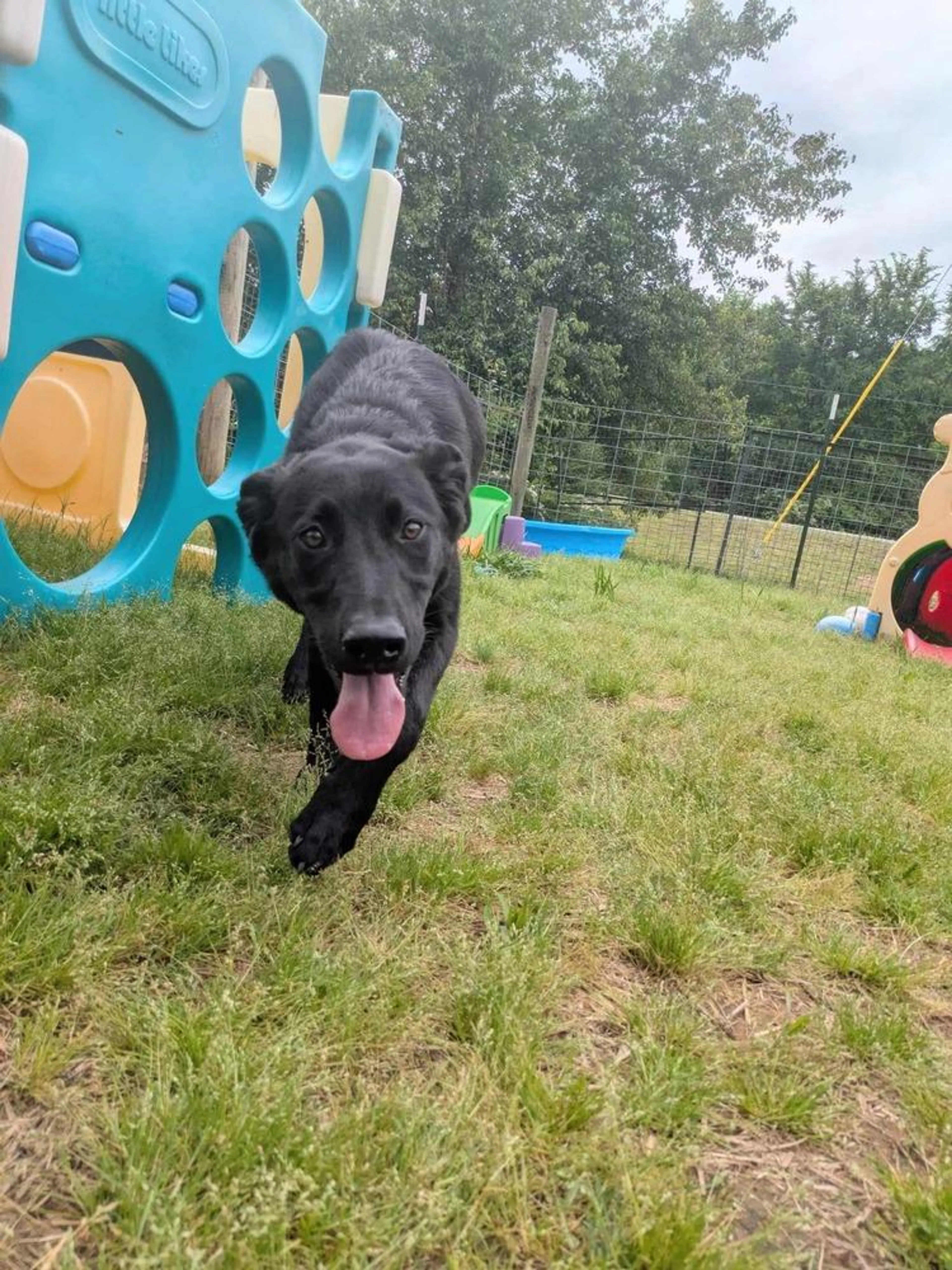 Found pet-5