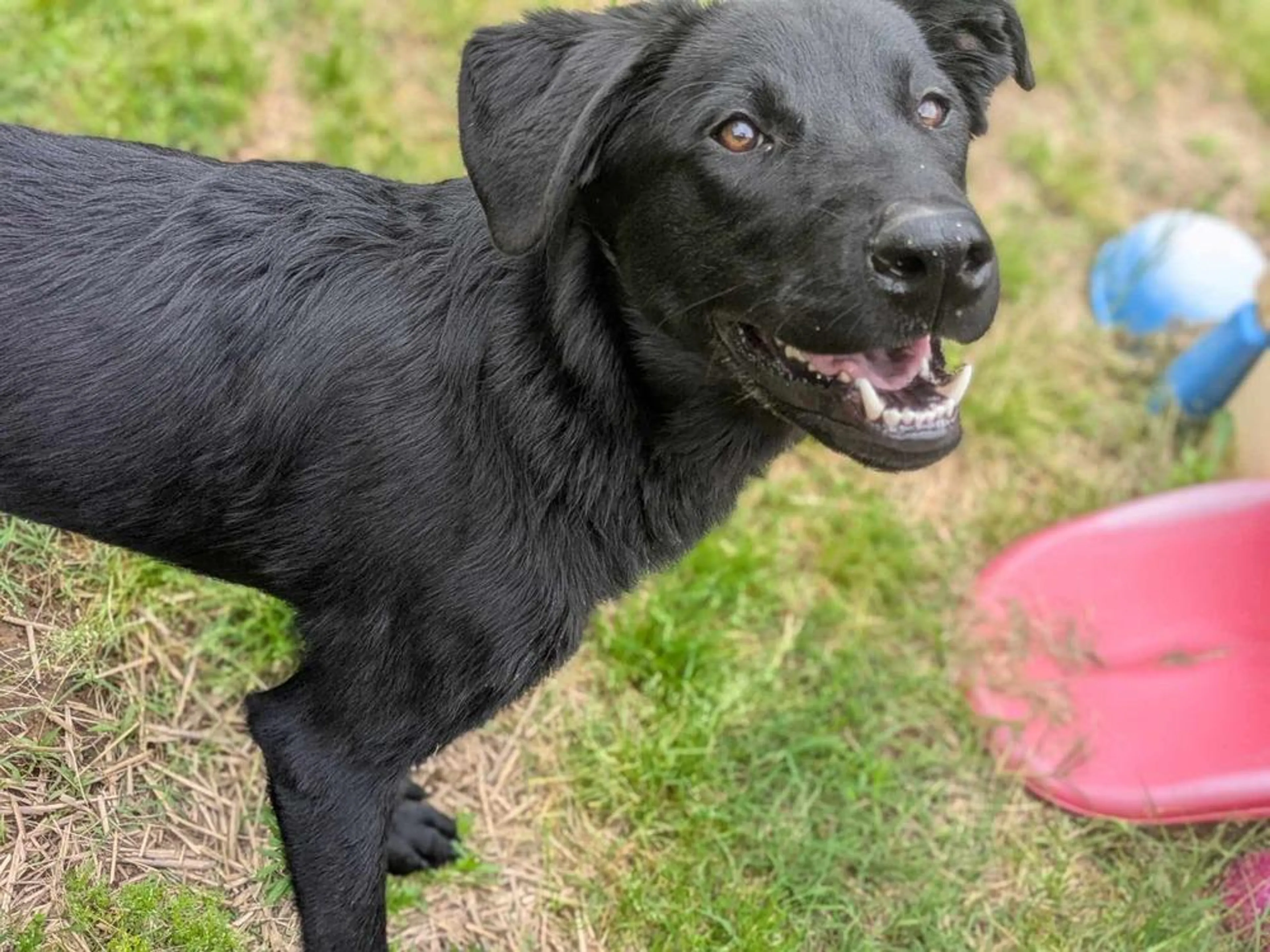 Found pet-2
