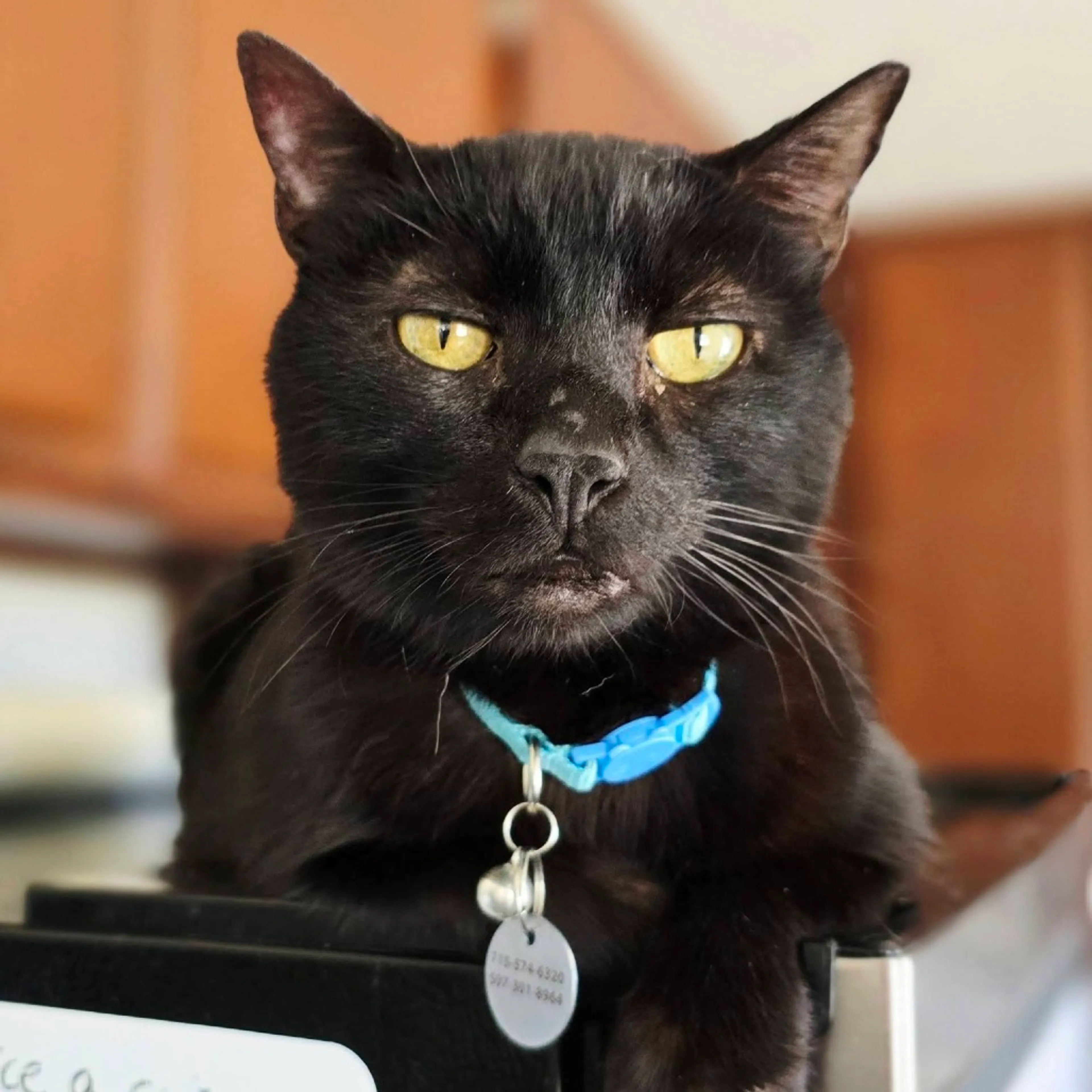 Found pet-3