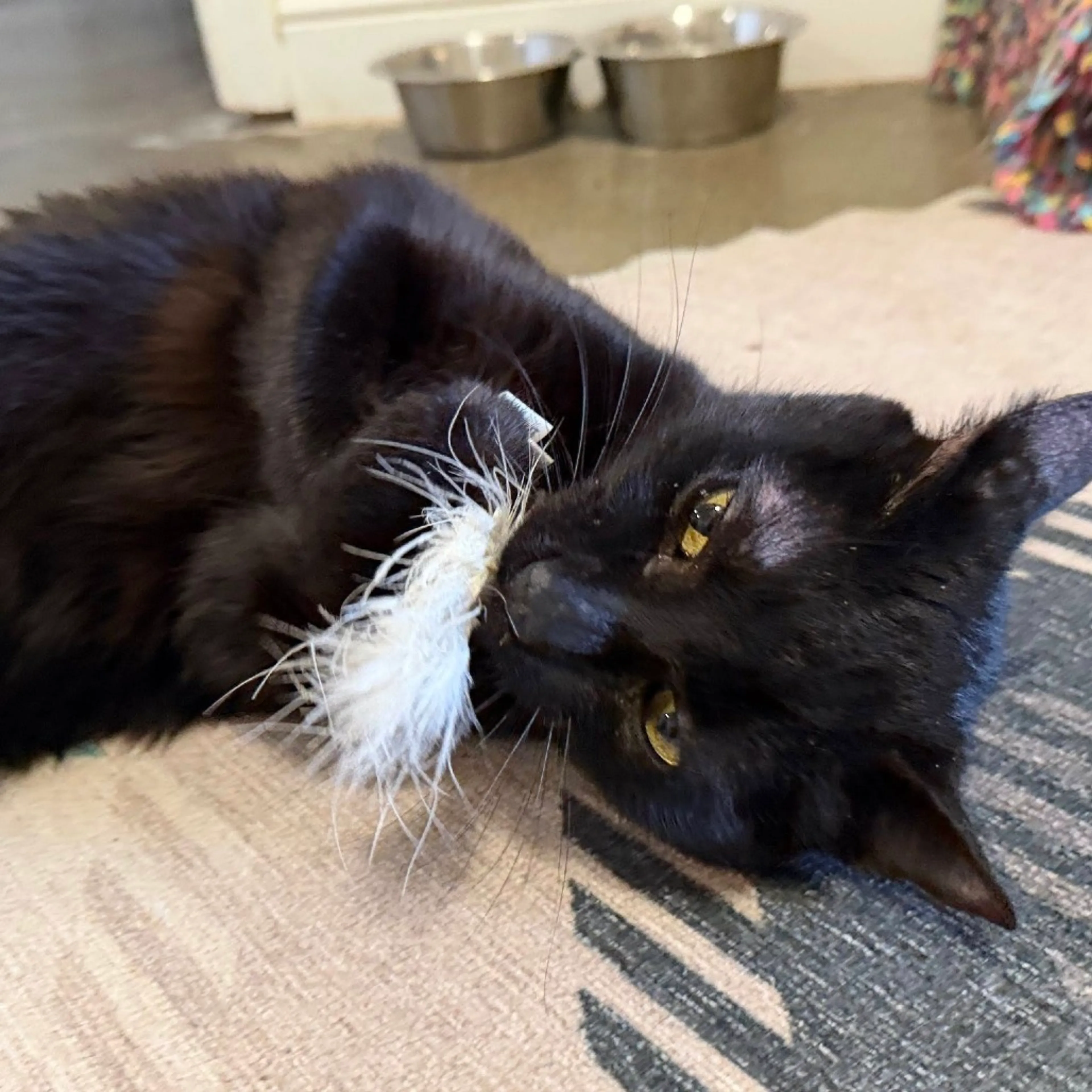 Found pet-4