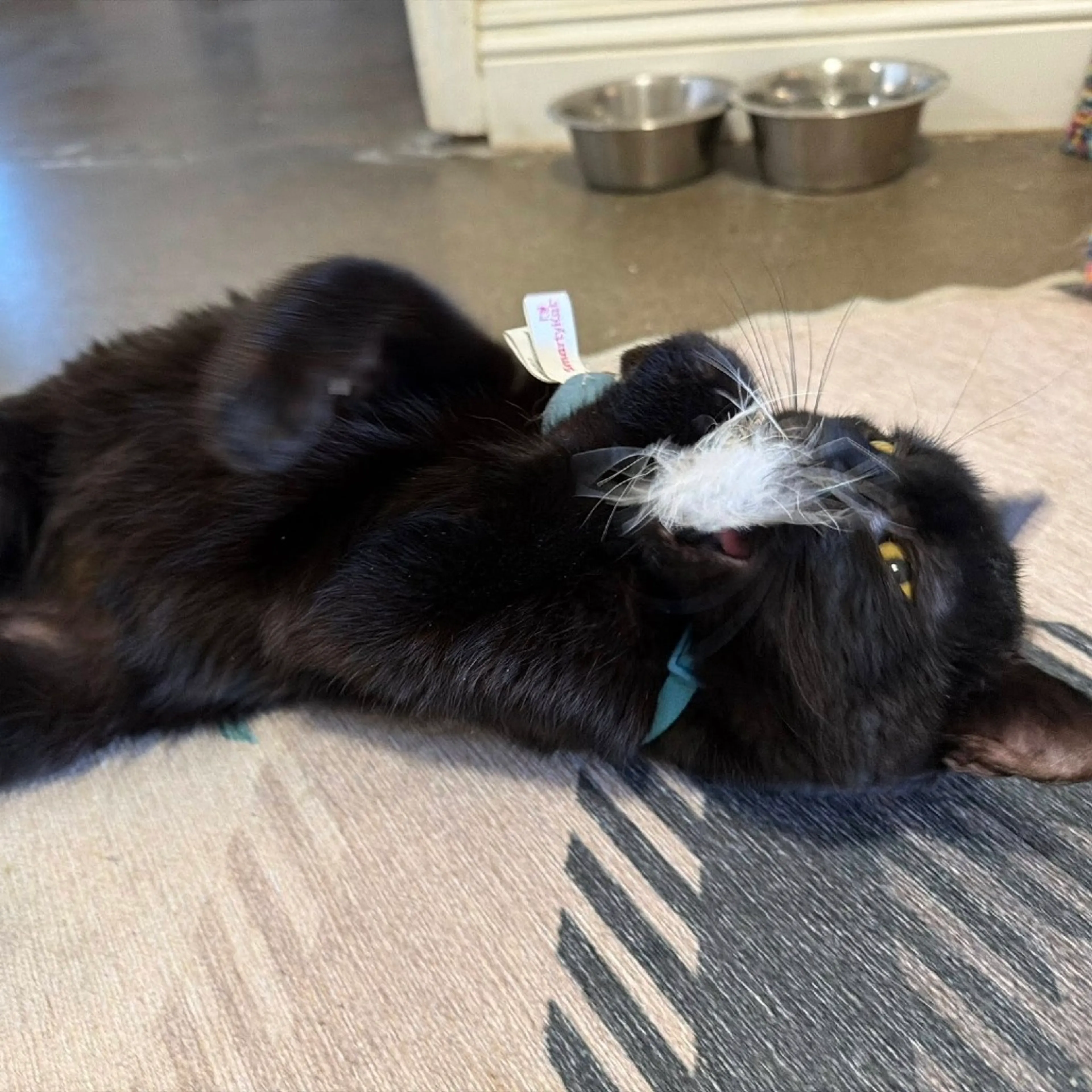 Found pet-6