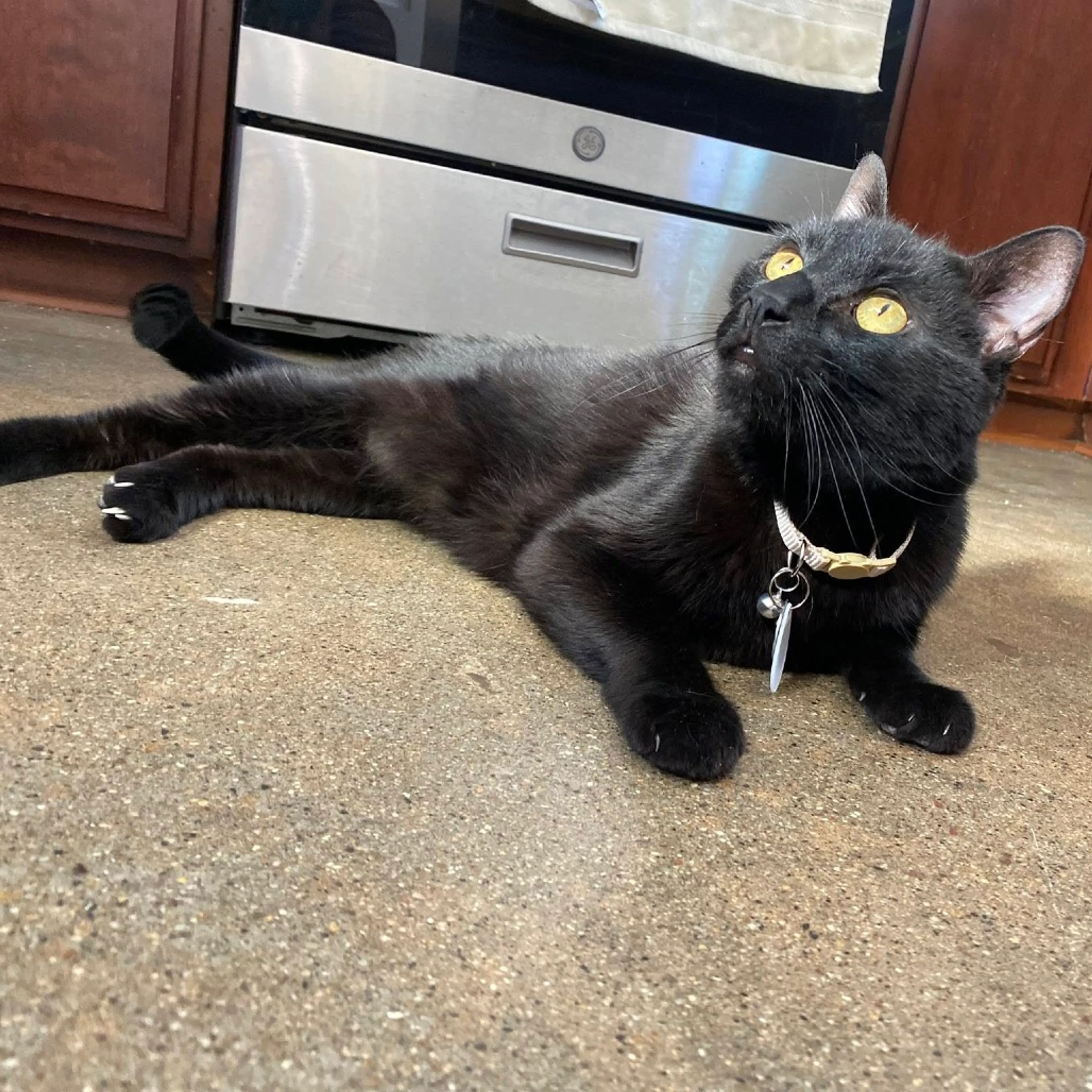 Found pet-2