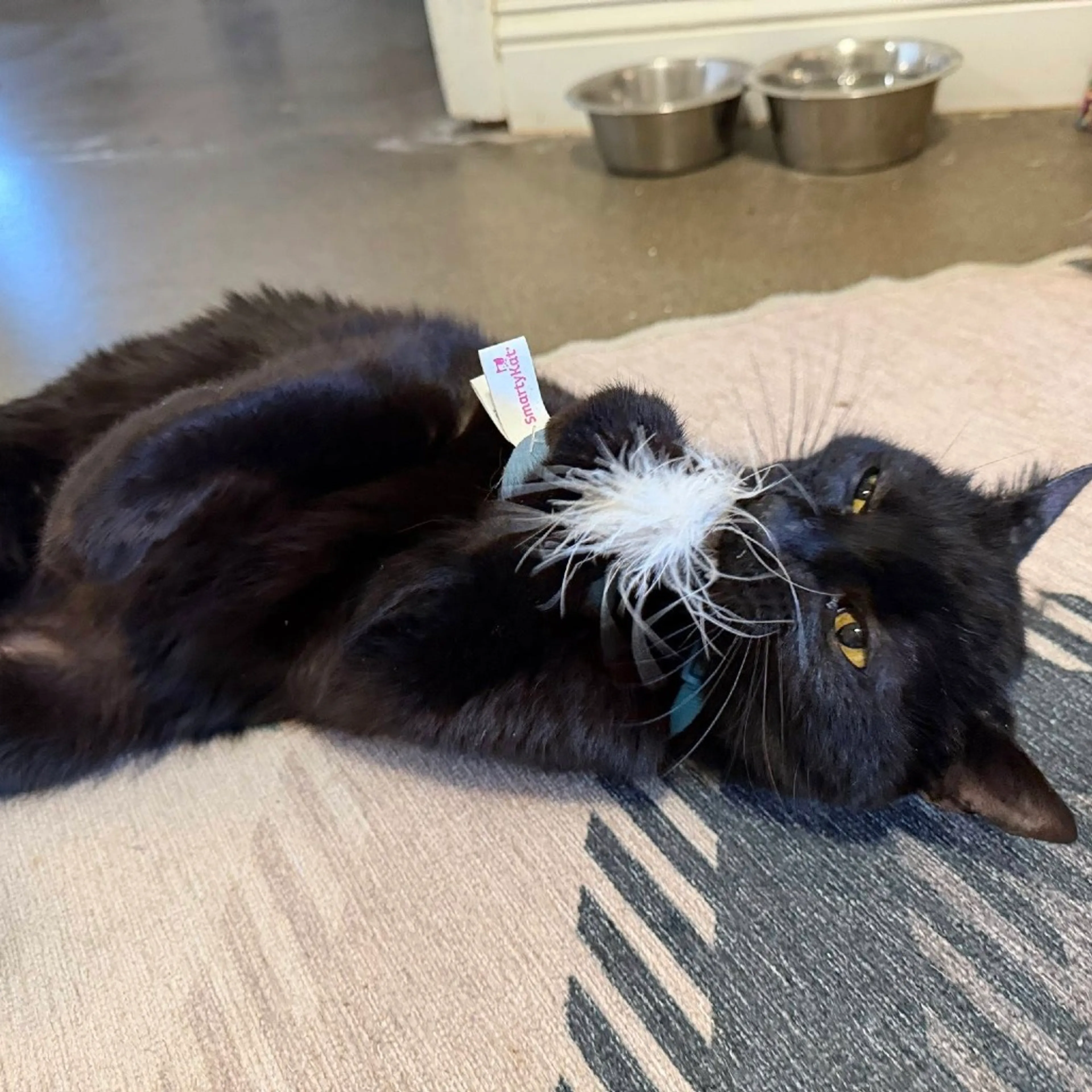Found pet-5