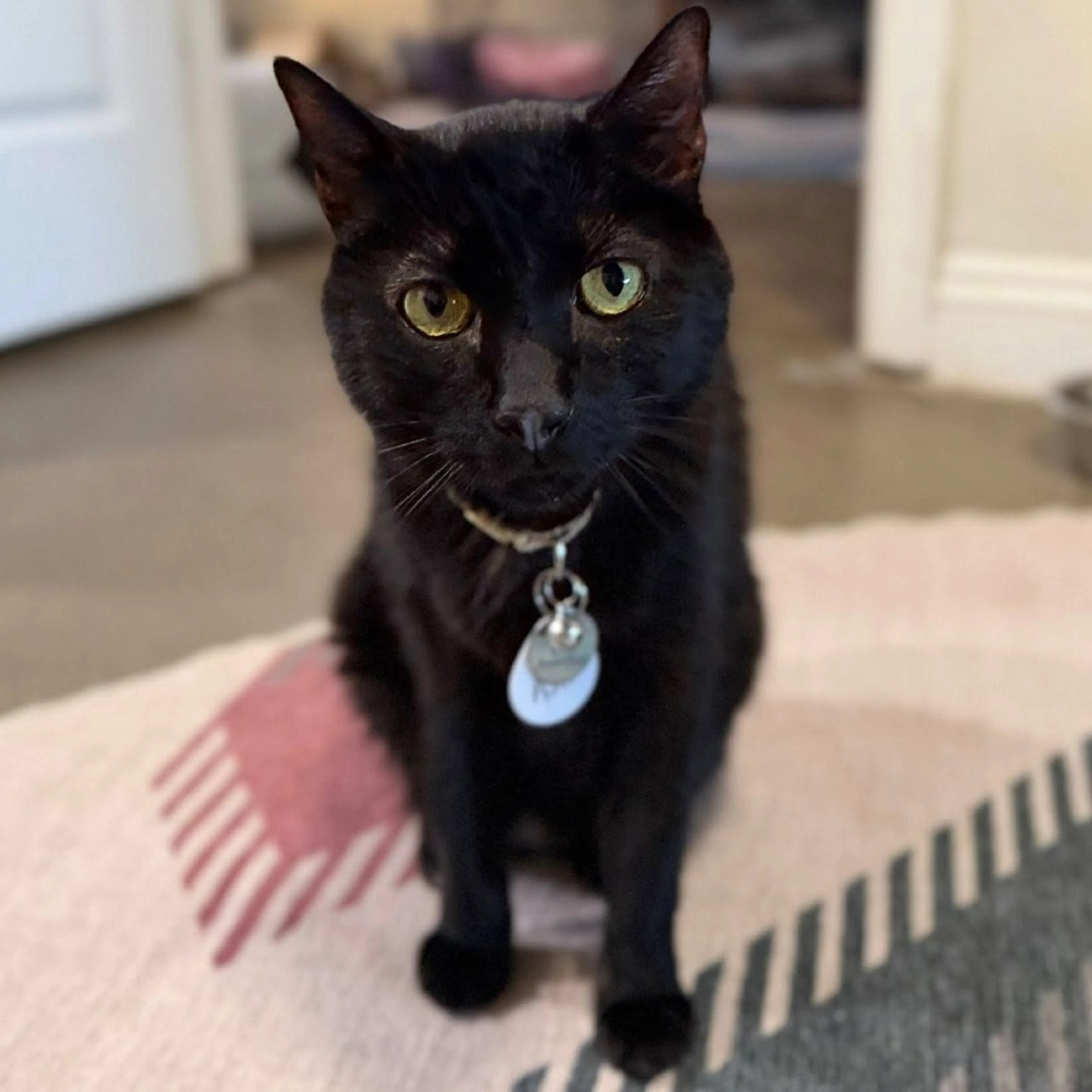 Found pet-0