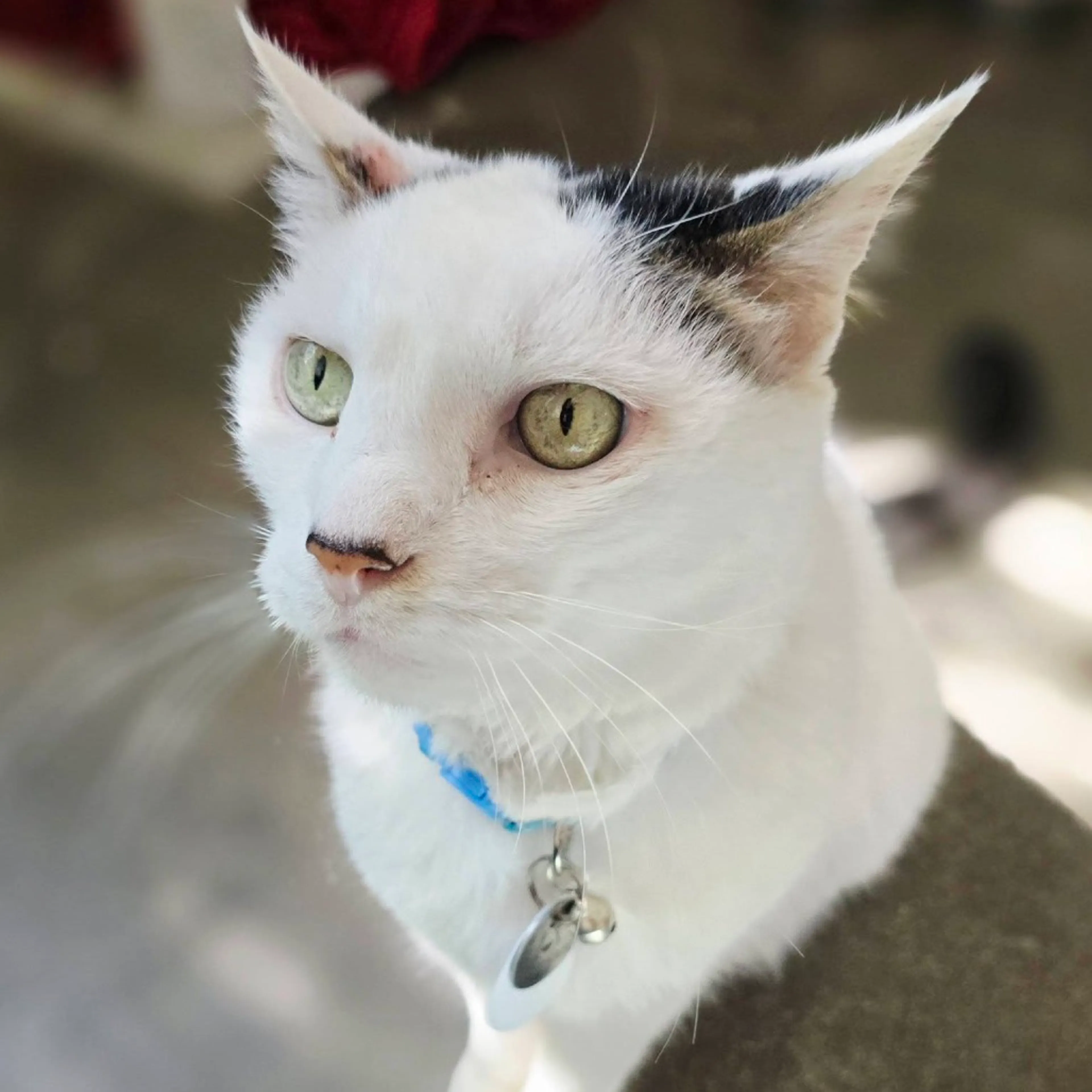 Found pet-10