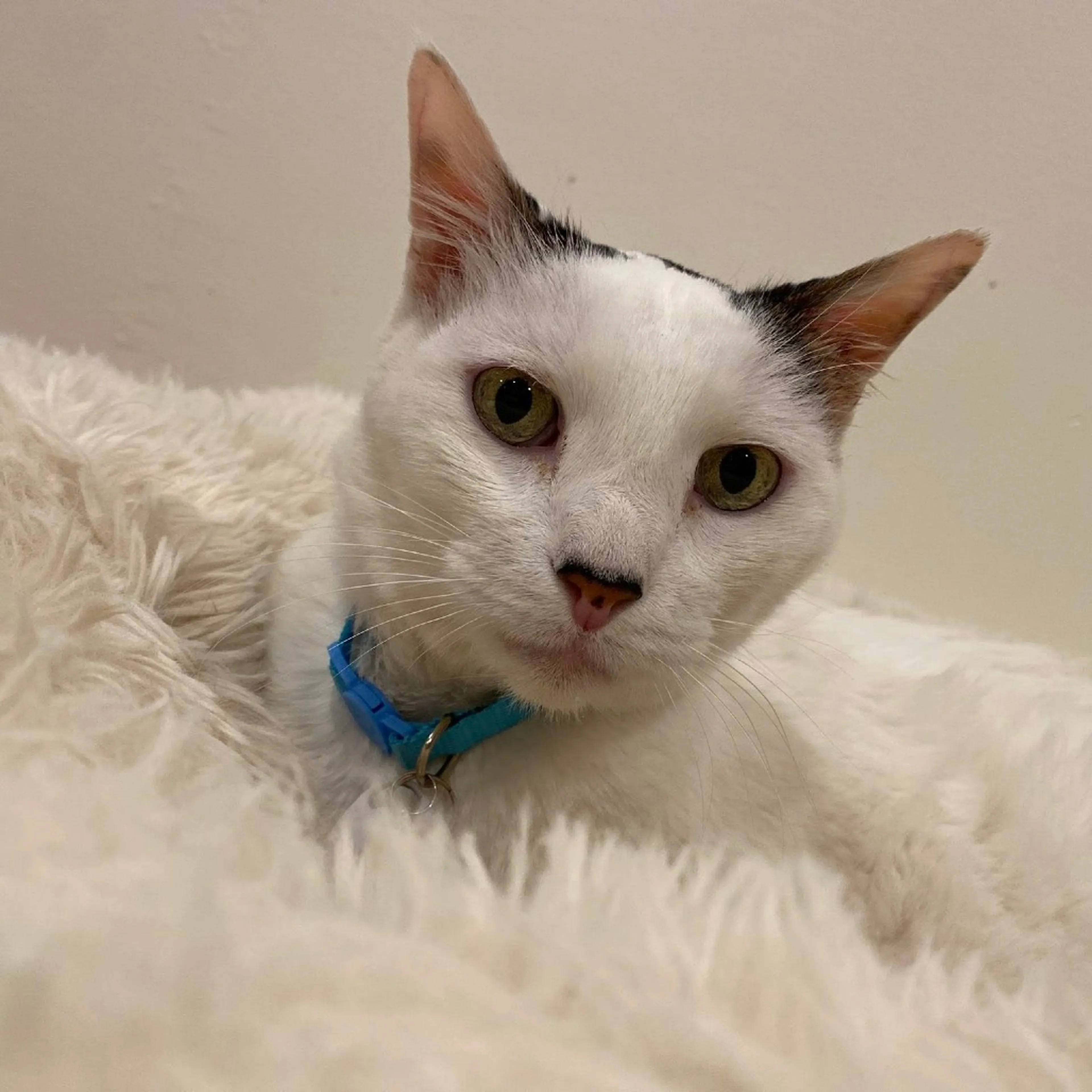 Found pet-3
