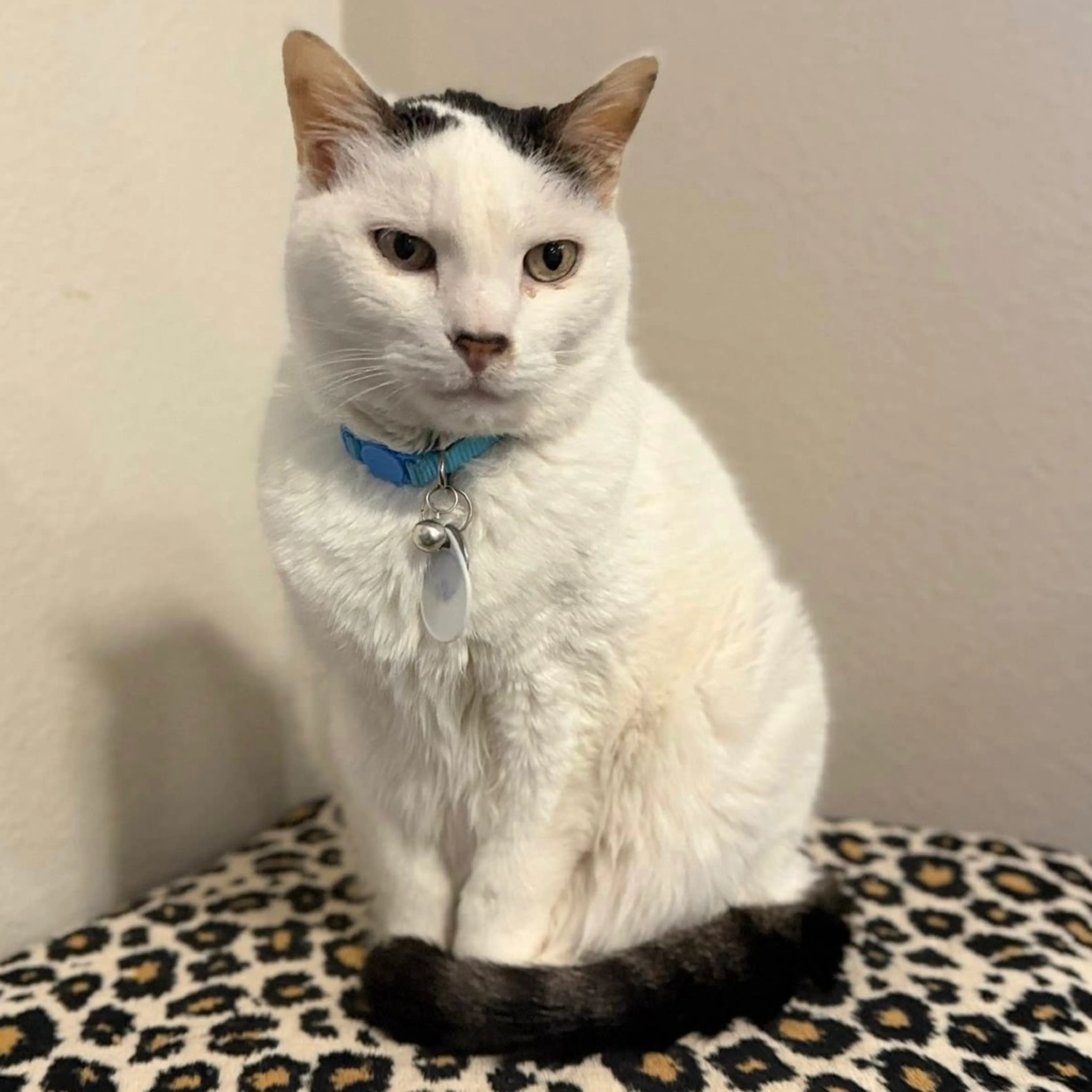 Found pet-9