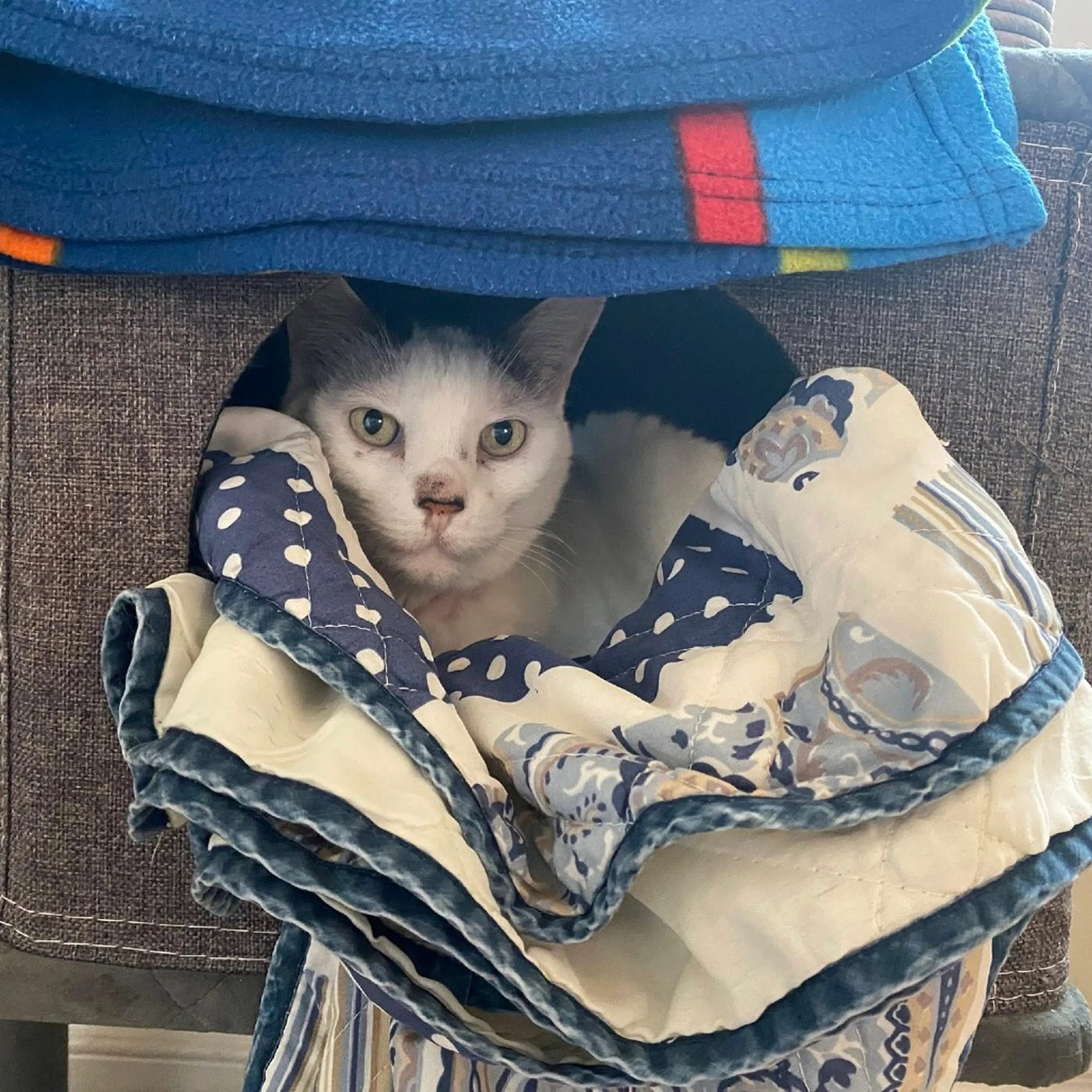 Found pet-7