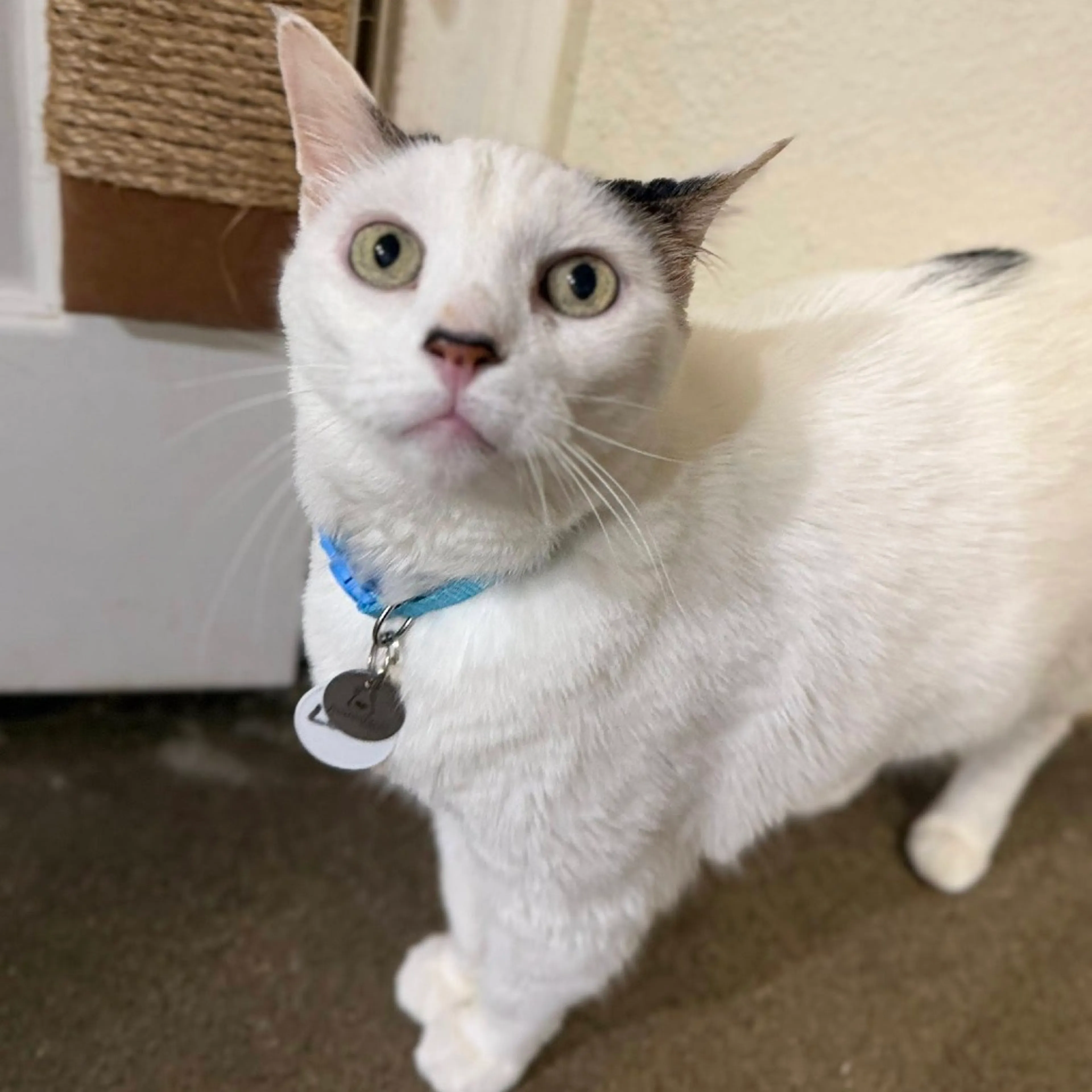 Found pet-1