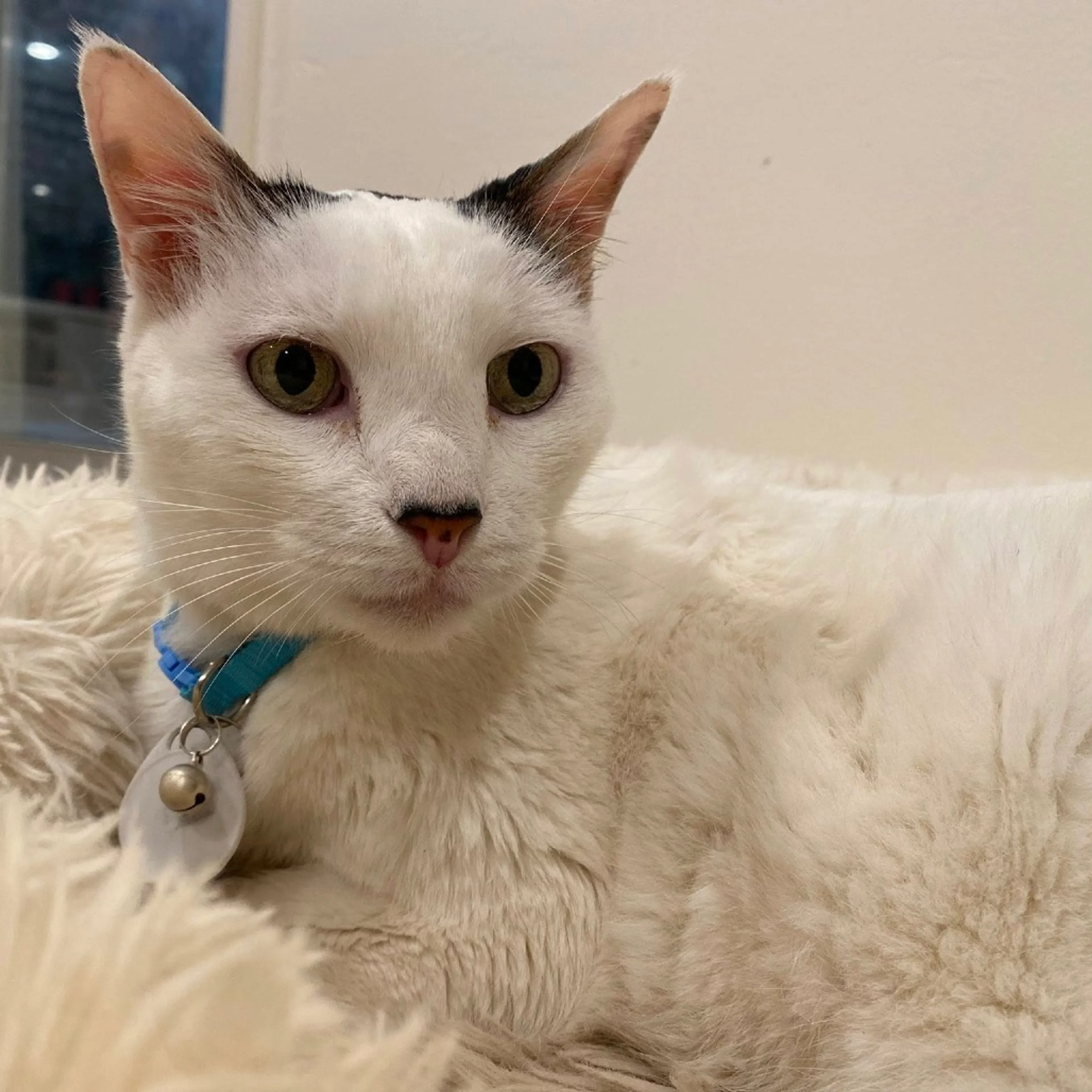 Found pet-6