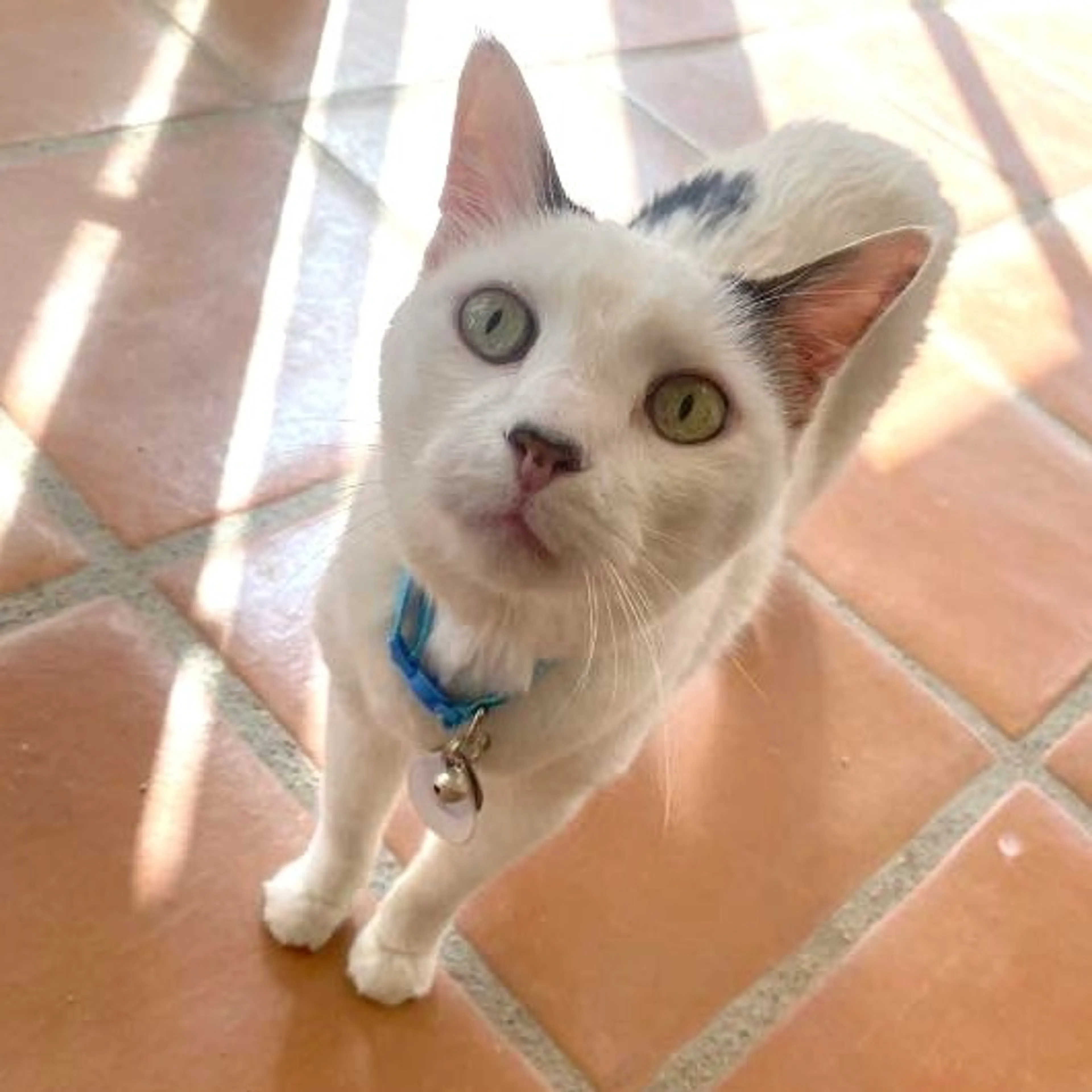 Found pet-5