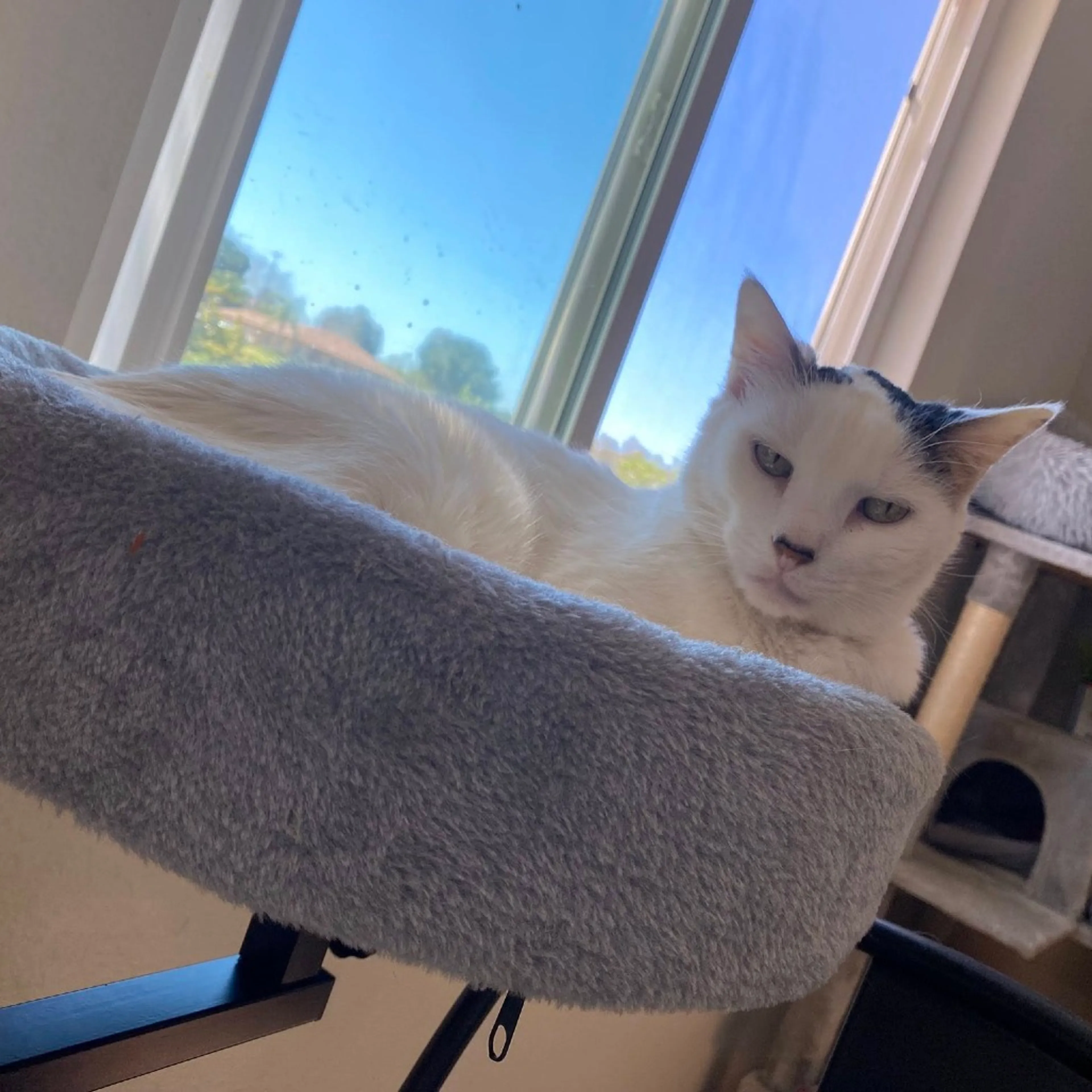 Found pet-11