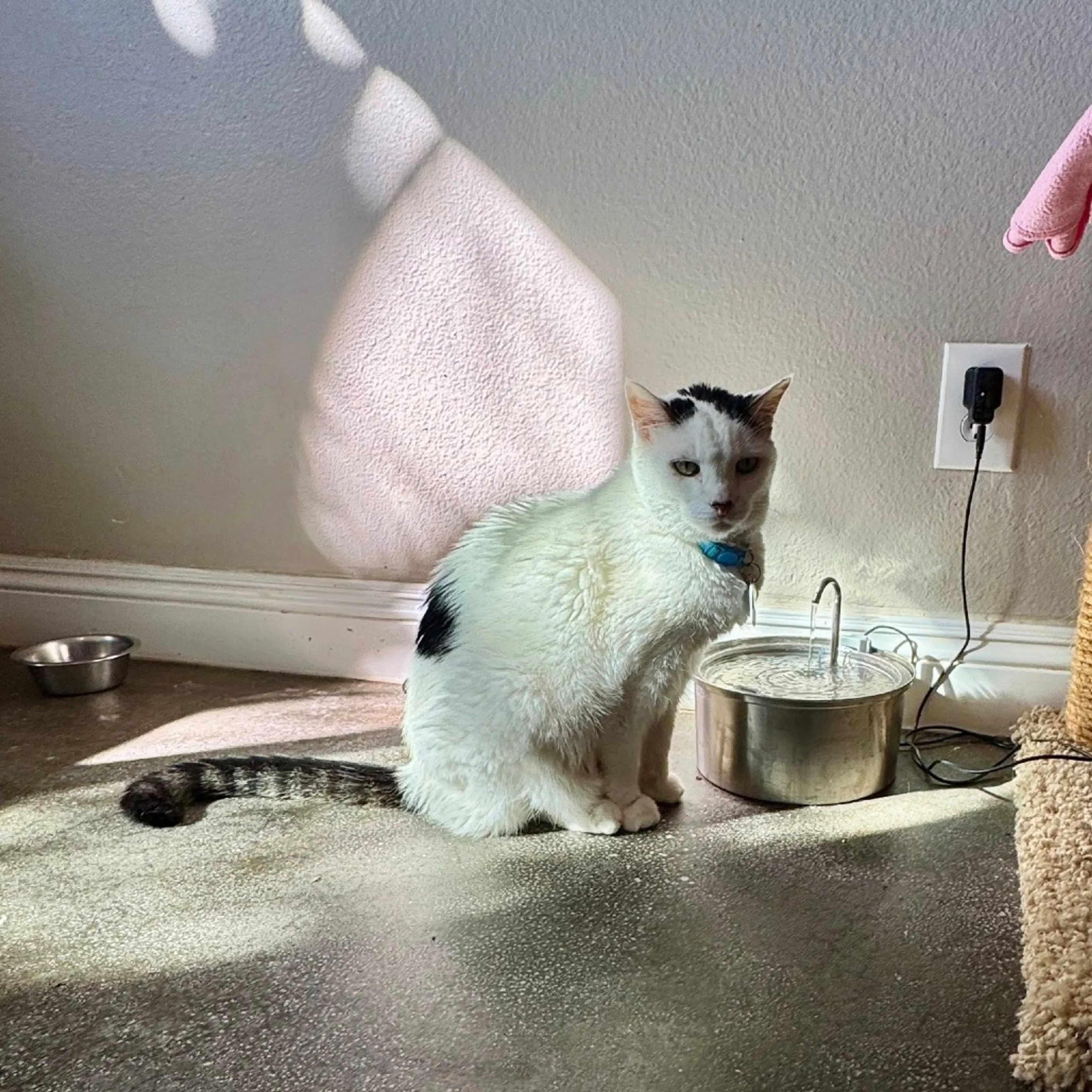 Found pet-8