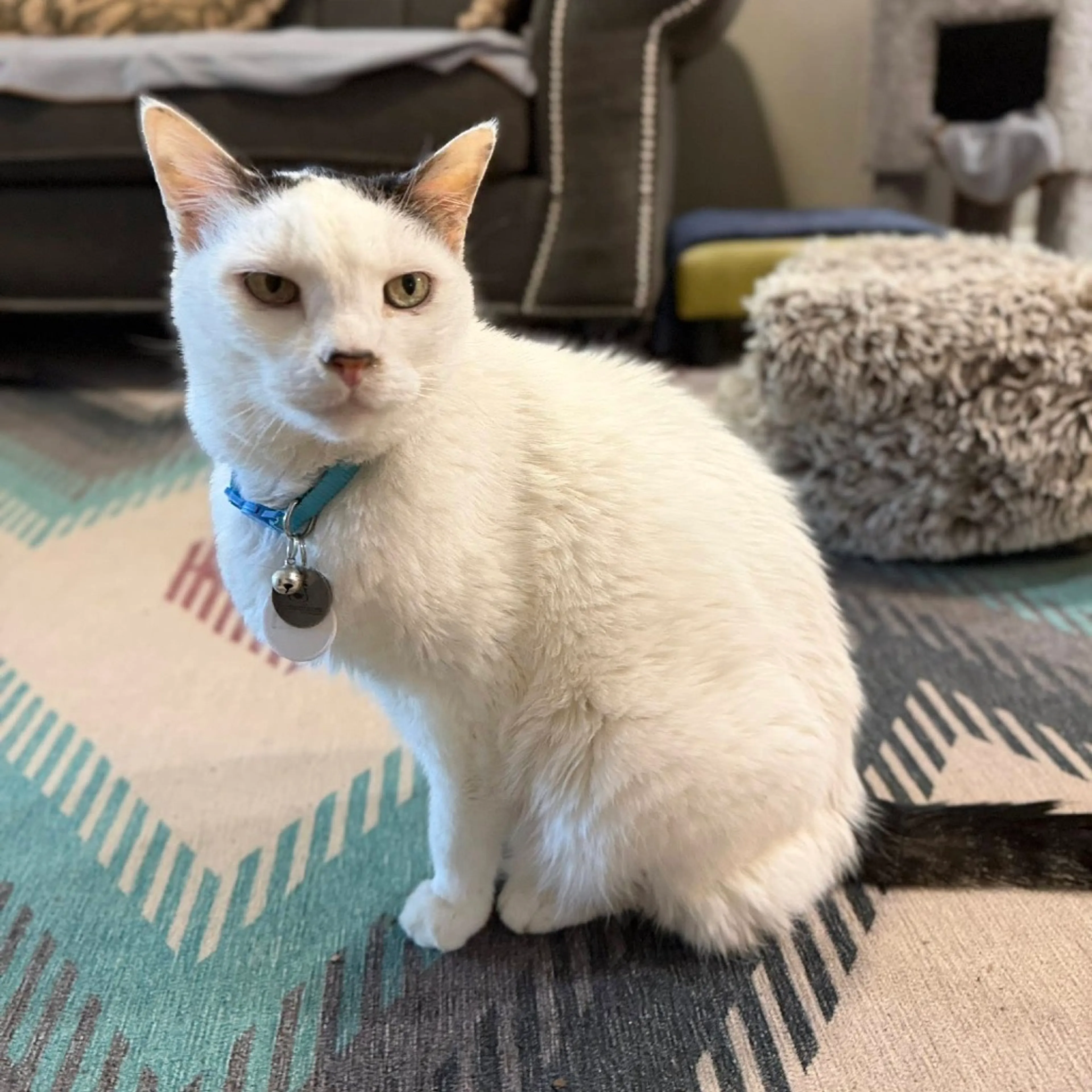 Found pet-2