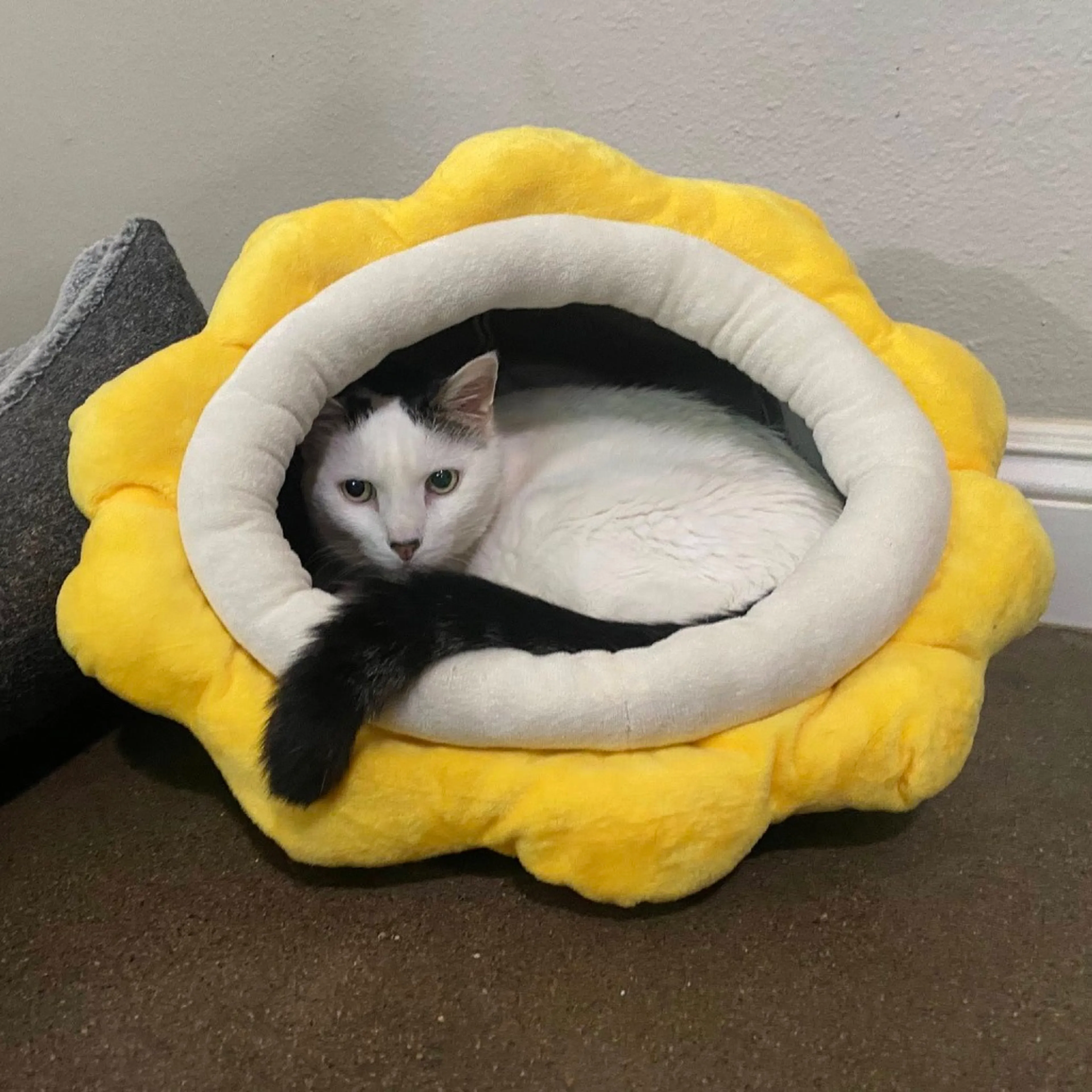 Found pet-4