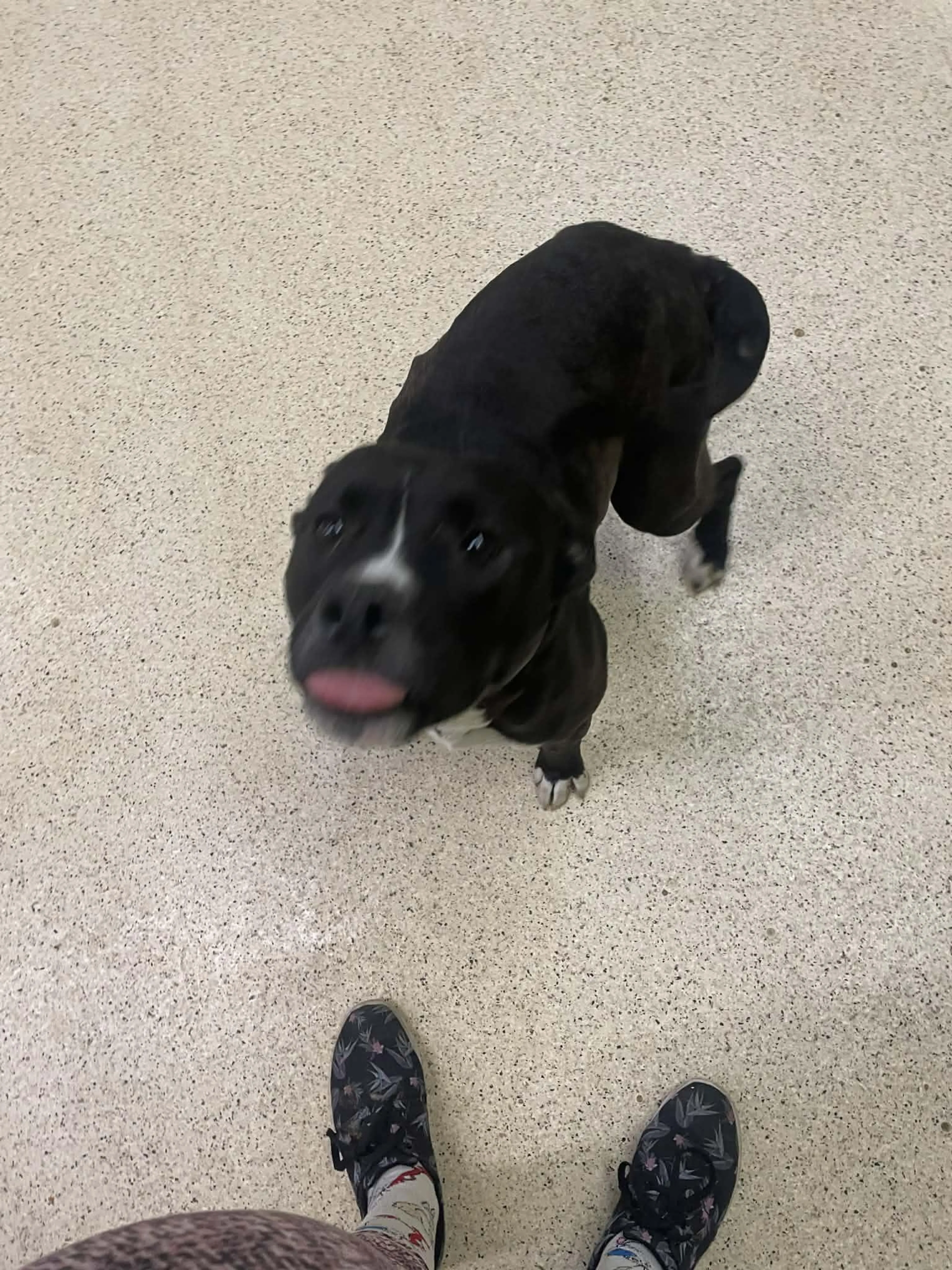 Found pet-2