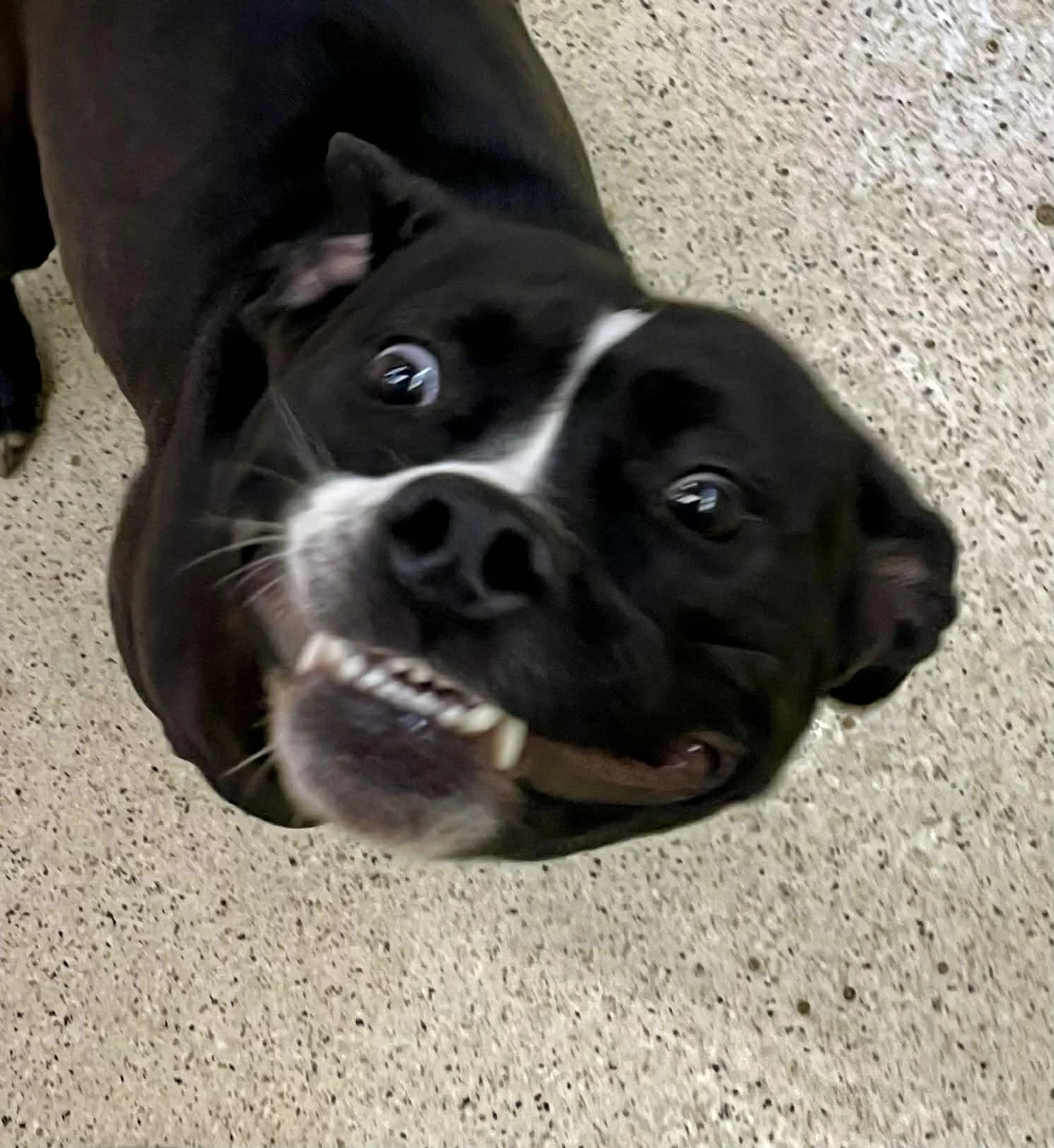 Found pet-3