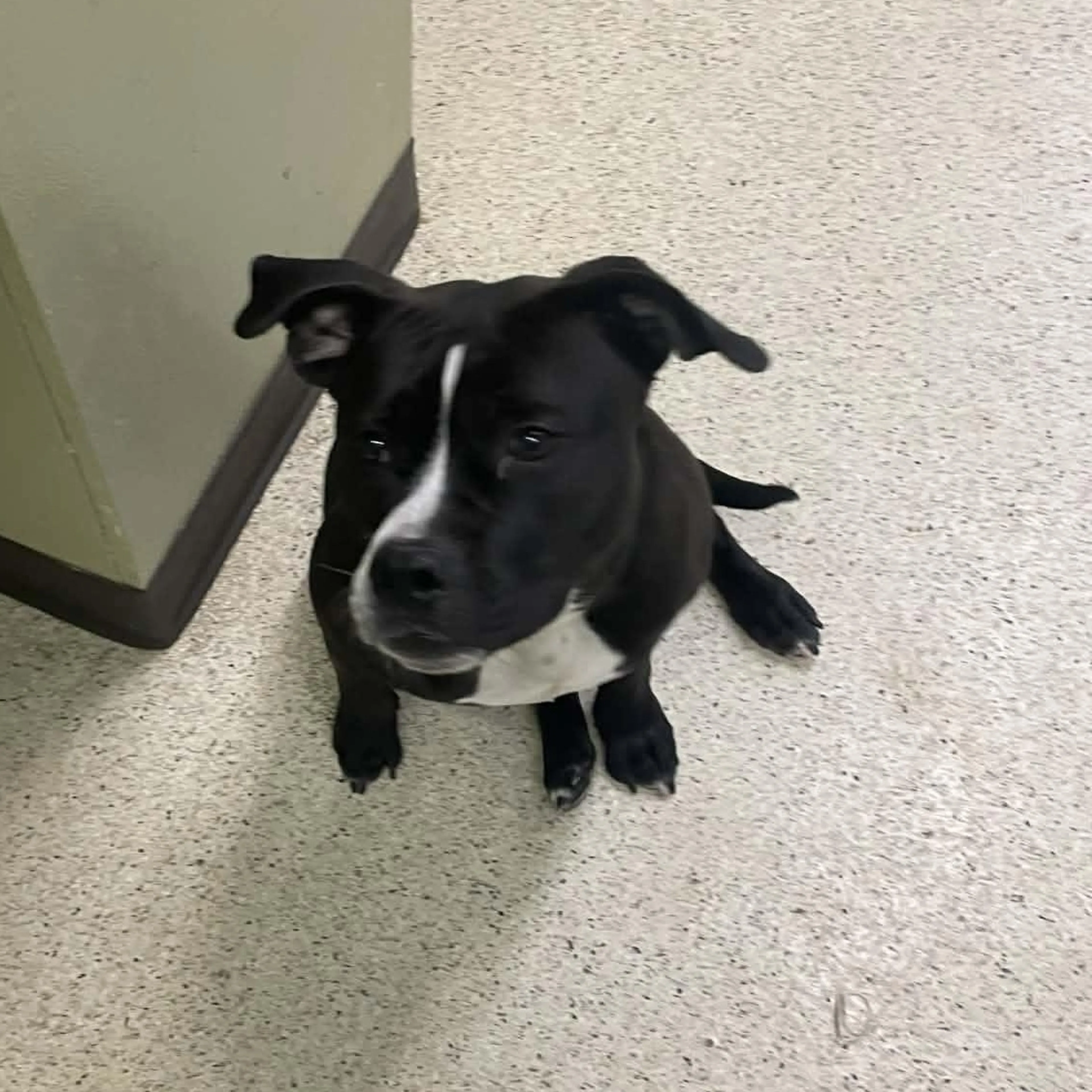 Found pet-5