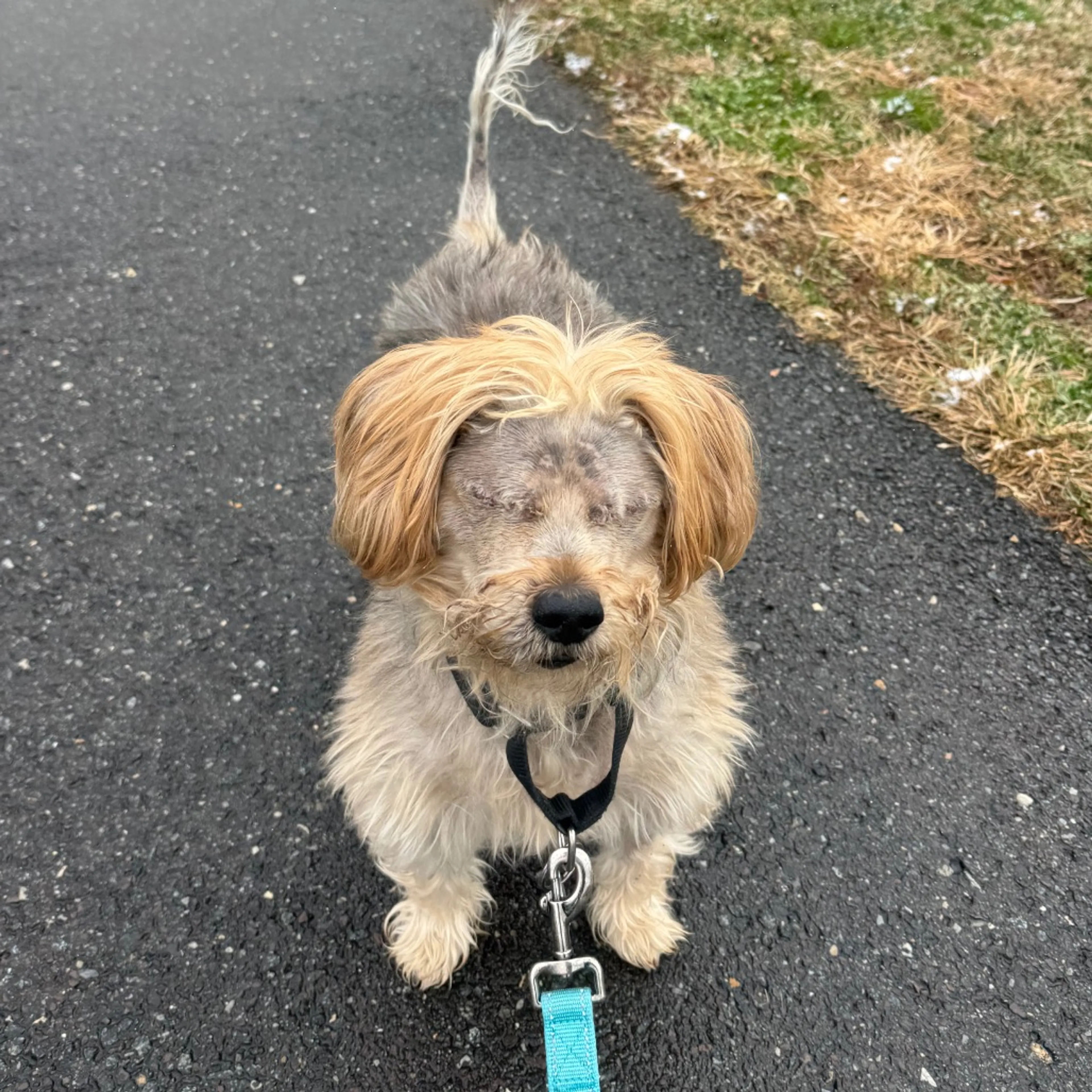 Found pet-2