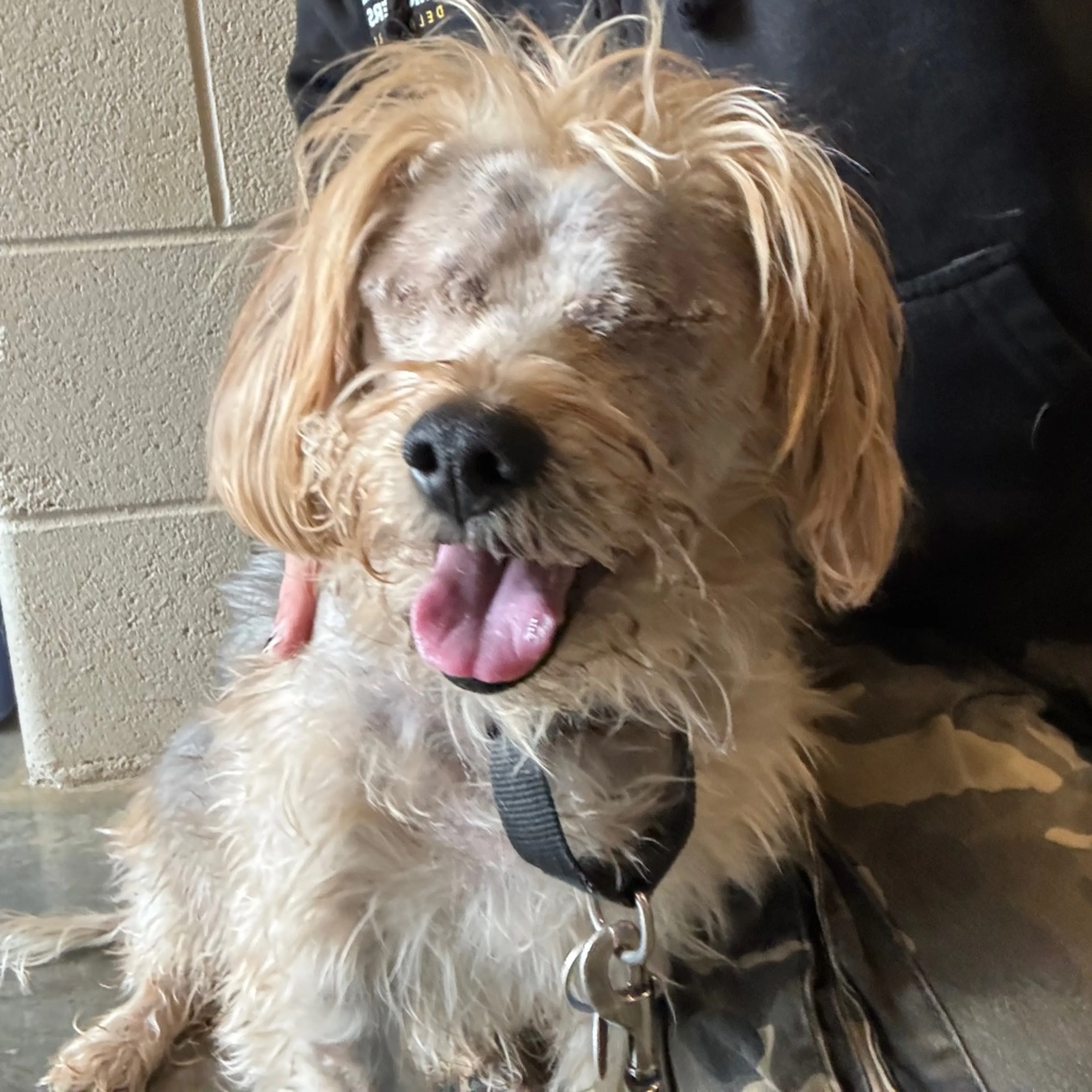 Found pet-4