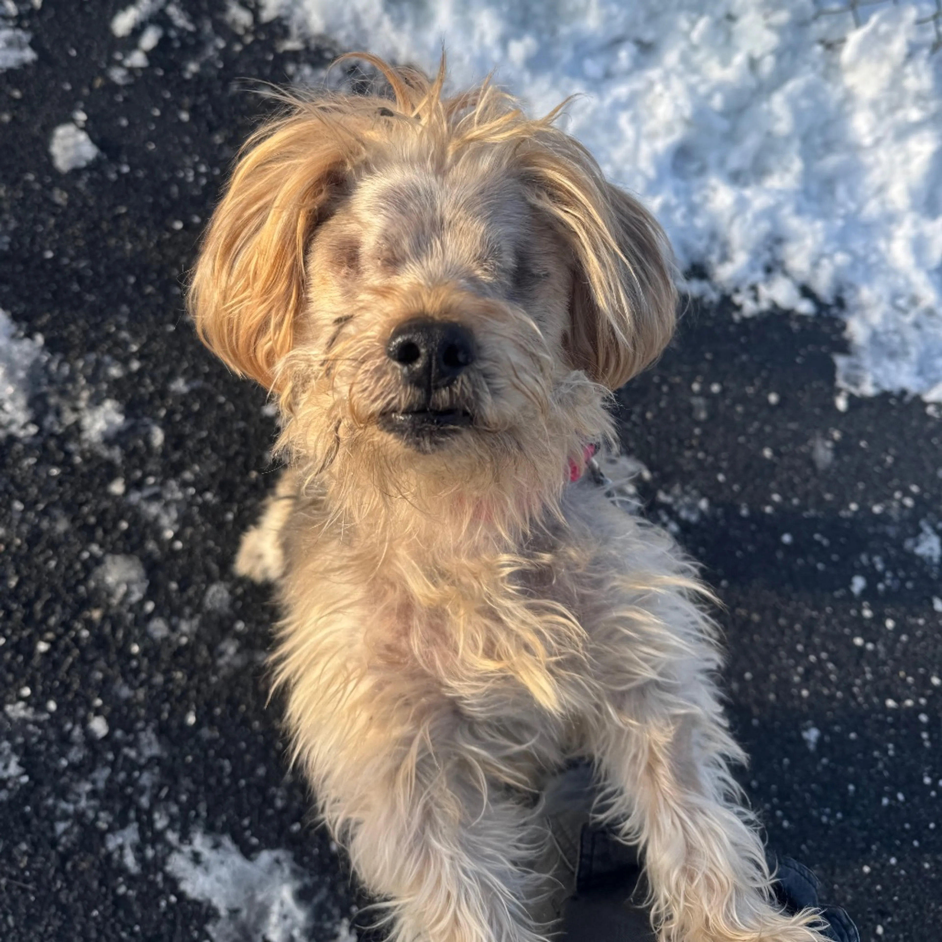 Found pet-12
