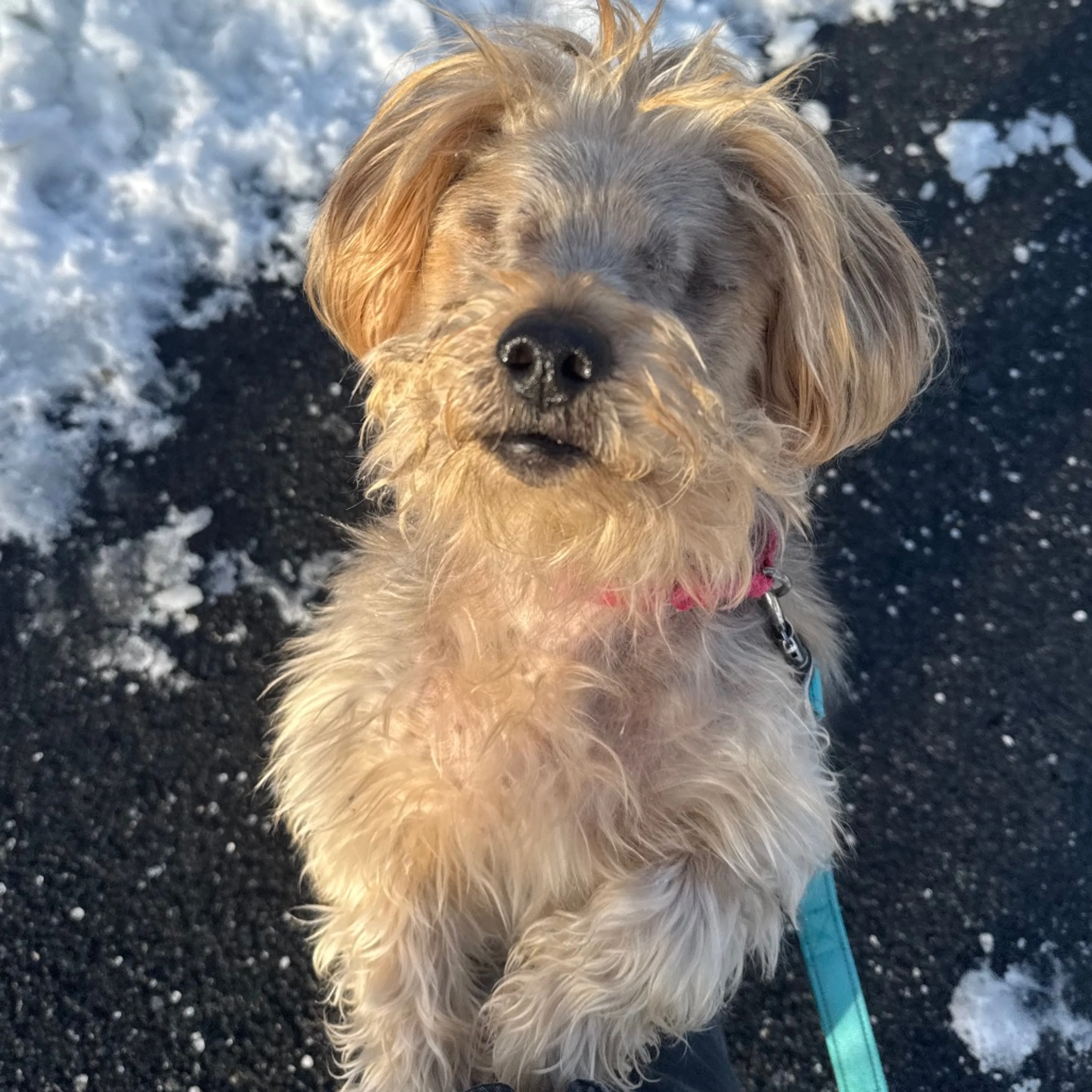 Found pet-11