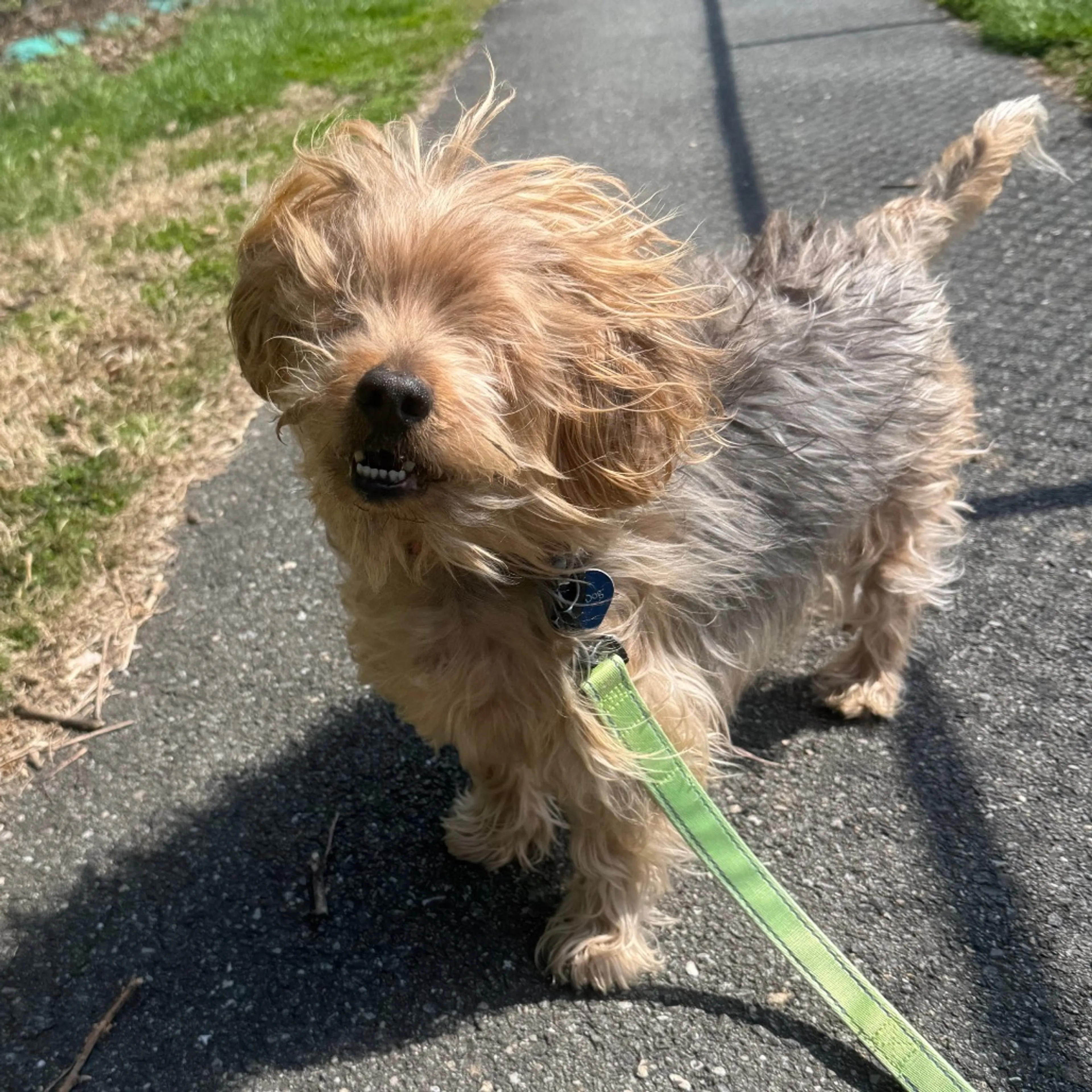 Found pet-14
