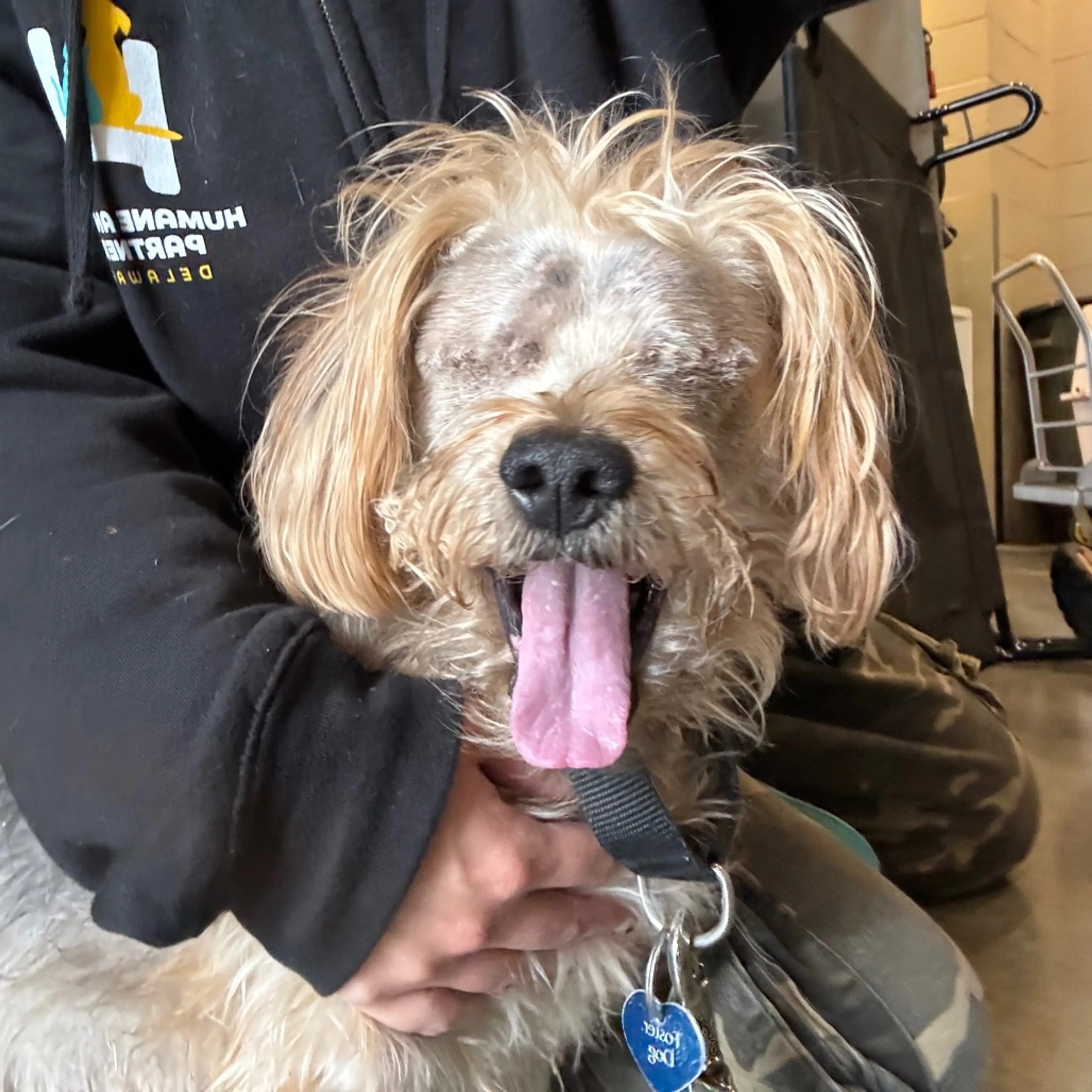 Found pet-3