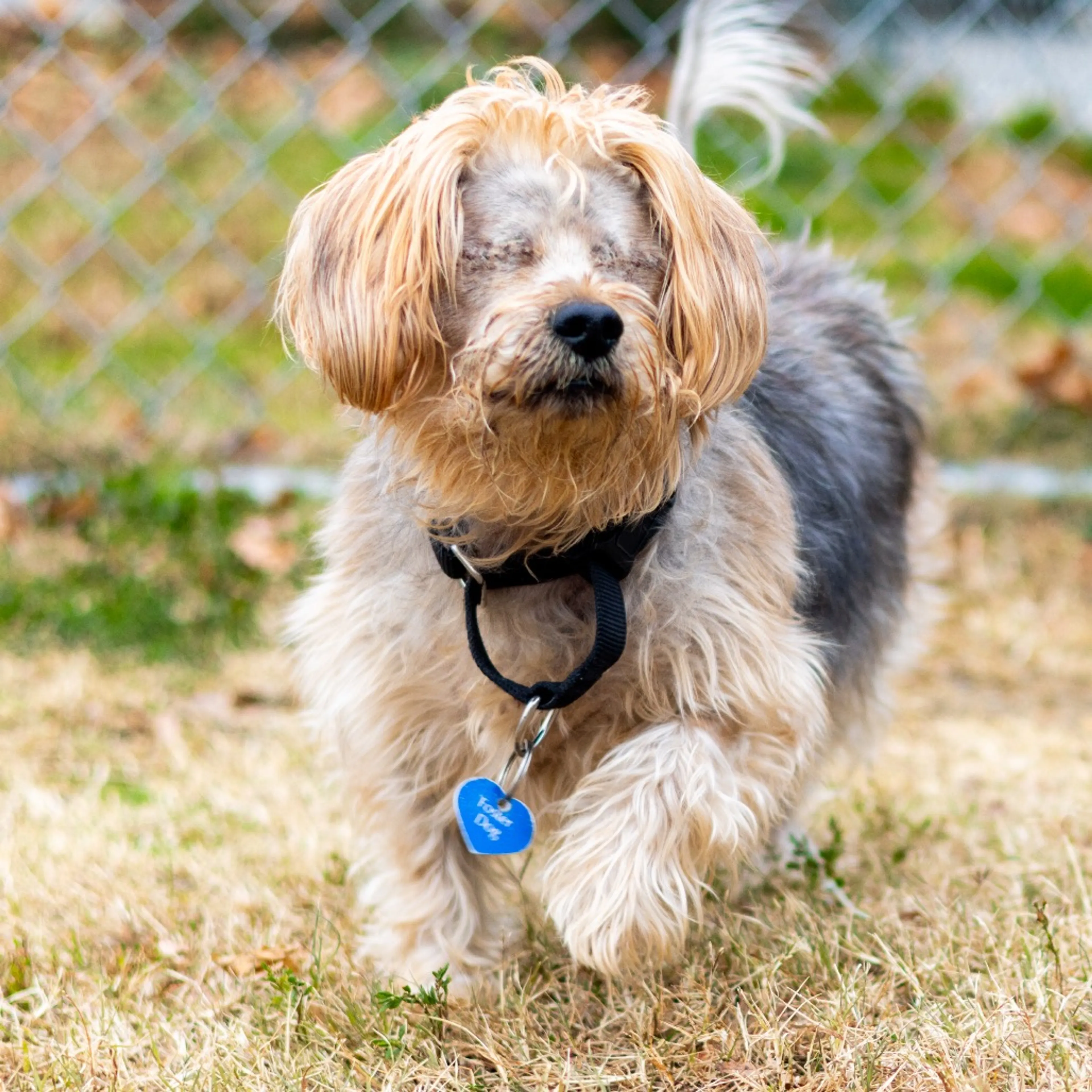 Found pet-9